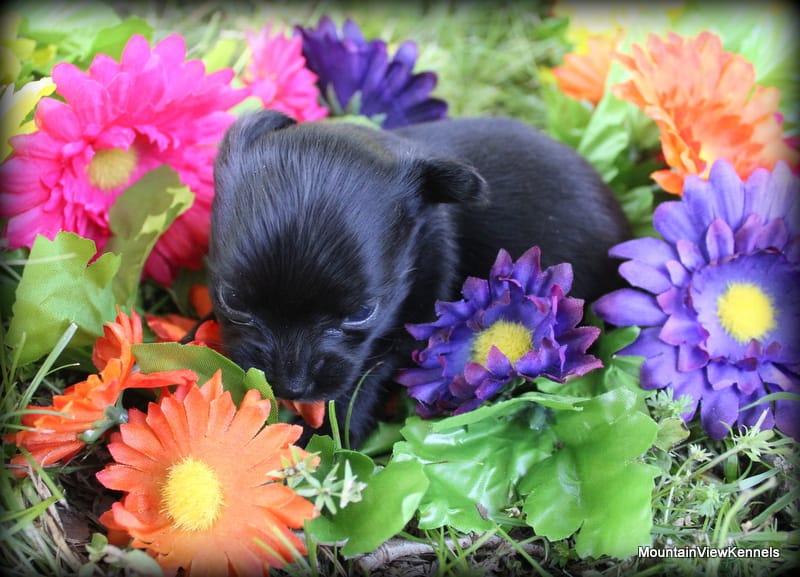 Killian – Chihuahua puppy for sale in Wister, OK