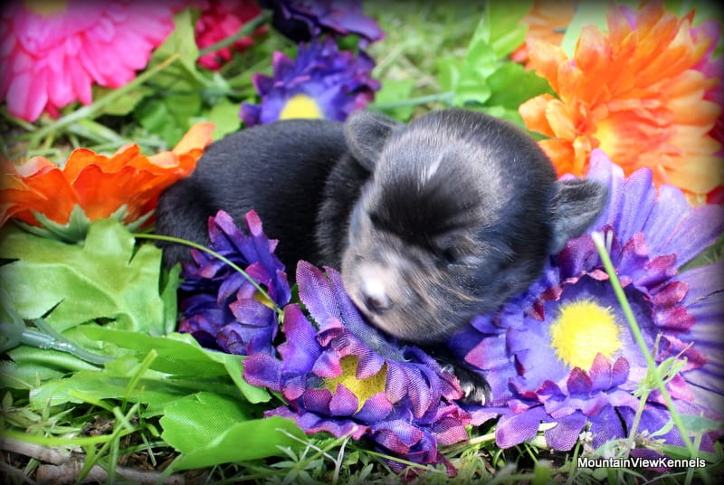 Petite Rosa – Chihuahua puppy for sale in Wister, OK