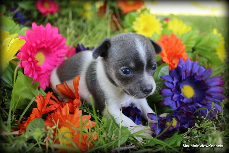 Kai – Chihuahua puppy for sale in Wister, OK