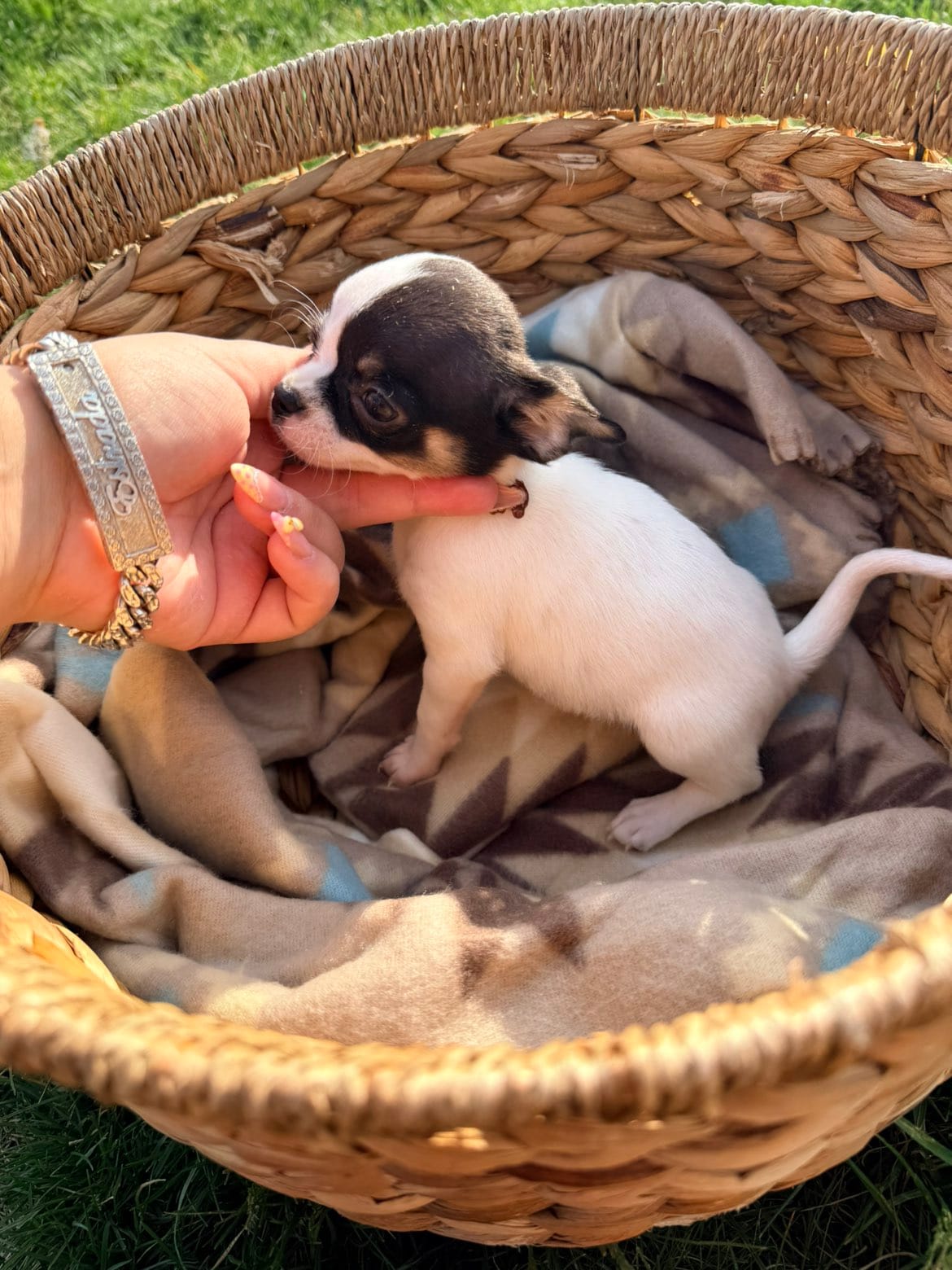 Female  – Chihuahua puppy for sale in Laura, OH