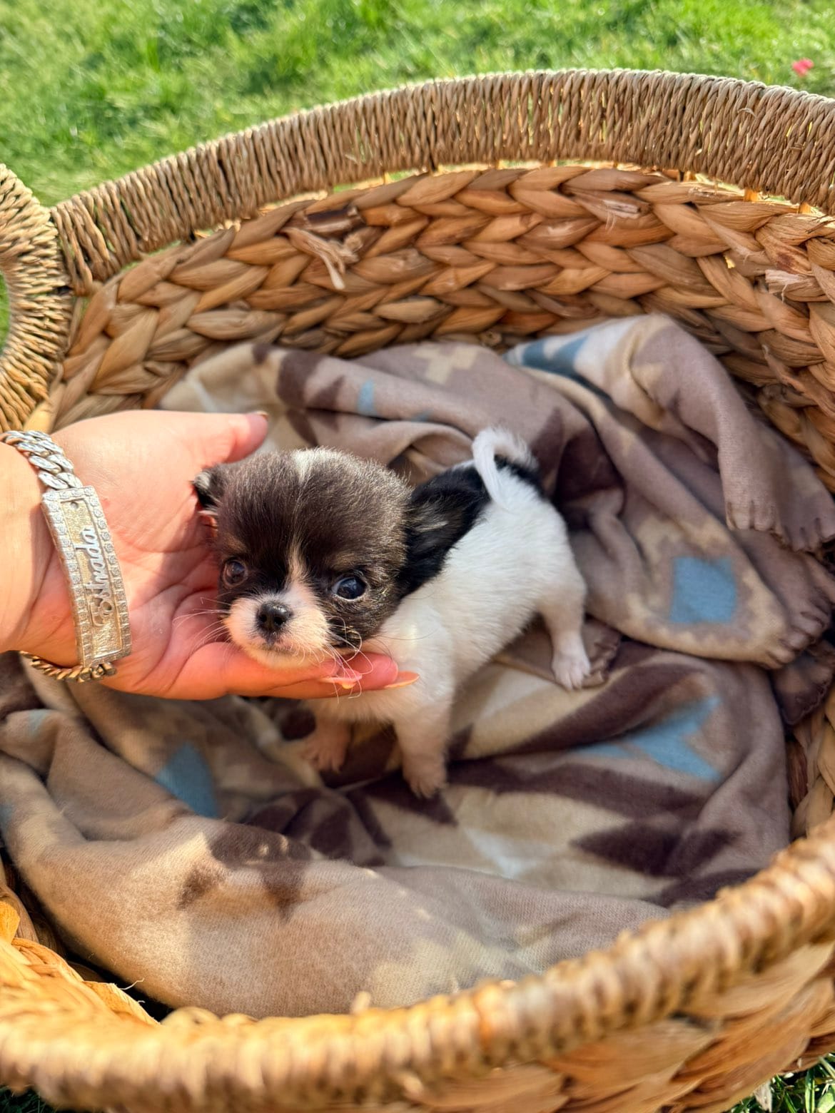 Male – Chihuahua puppy for sale in Laura, OH