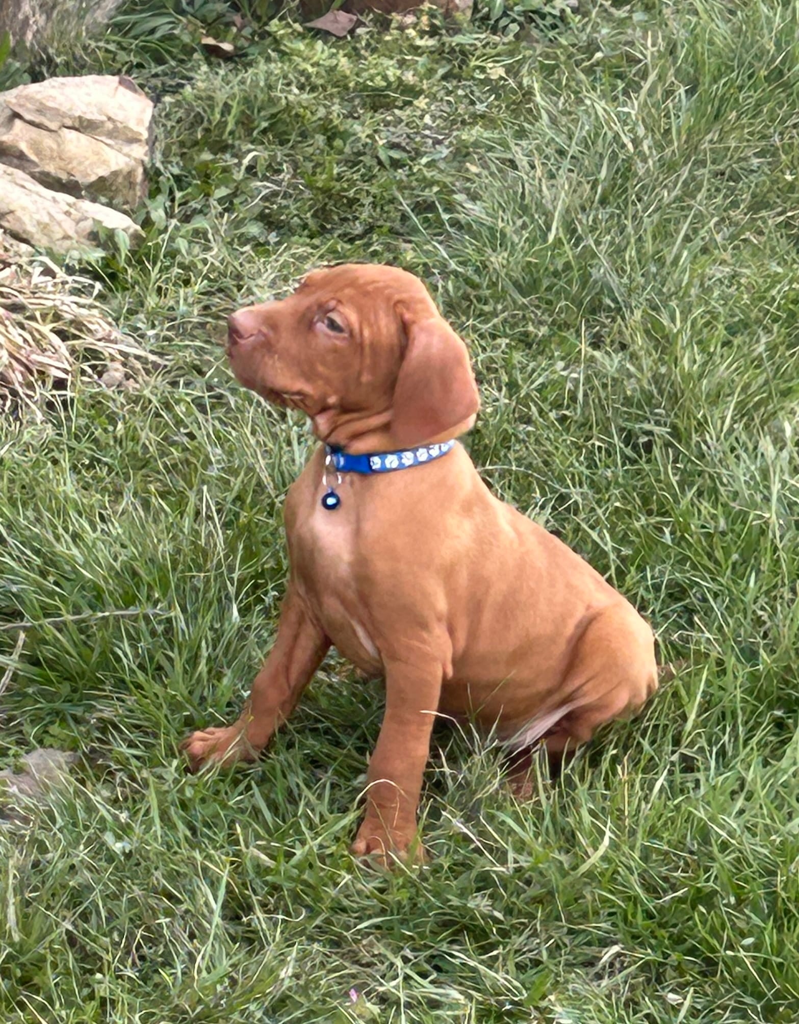 Blue – Vizsla puppy for sale in Stockton, MO