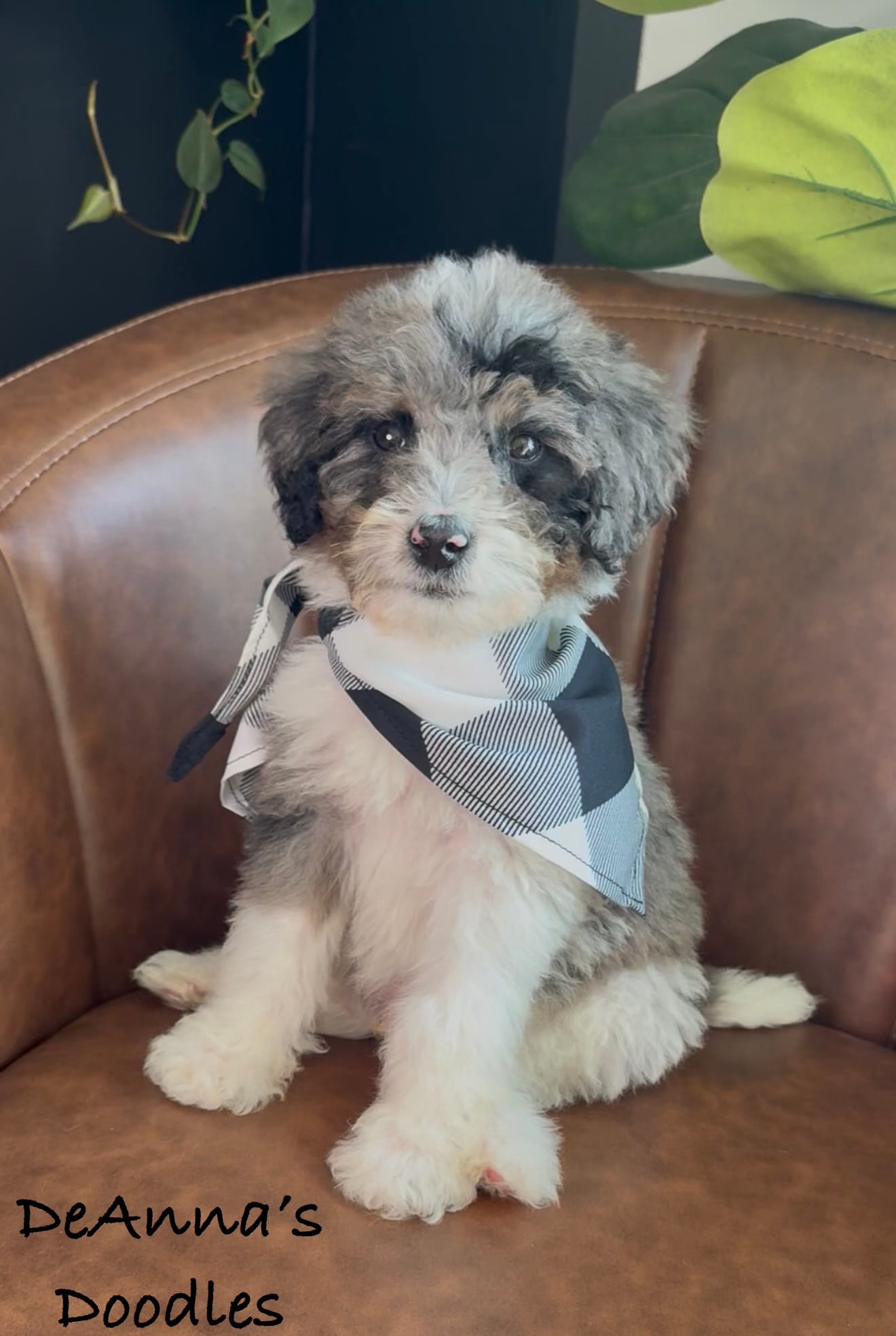 Loki – Bernedoodle puppy for sale in Flatwoods, KY