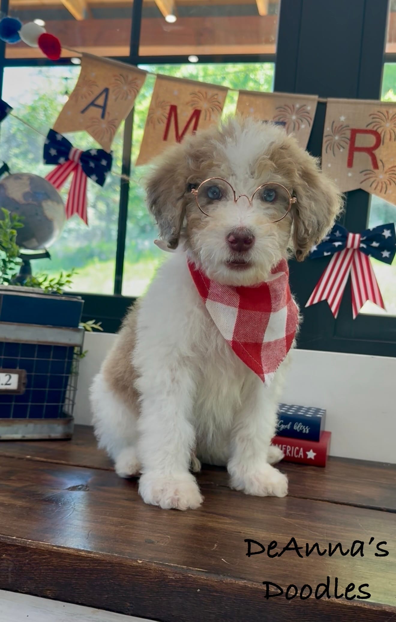 Apollo – Bernedoodle puppy for sale in Flatwoods, KY