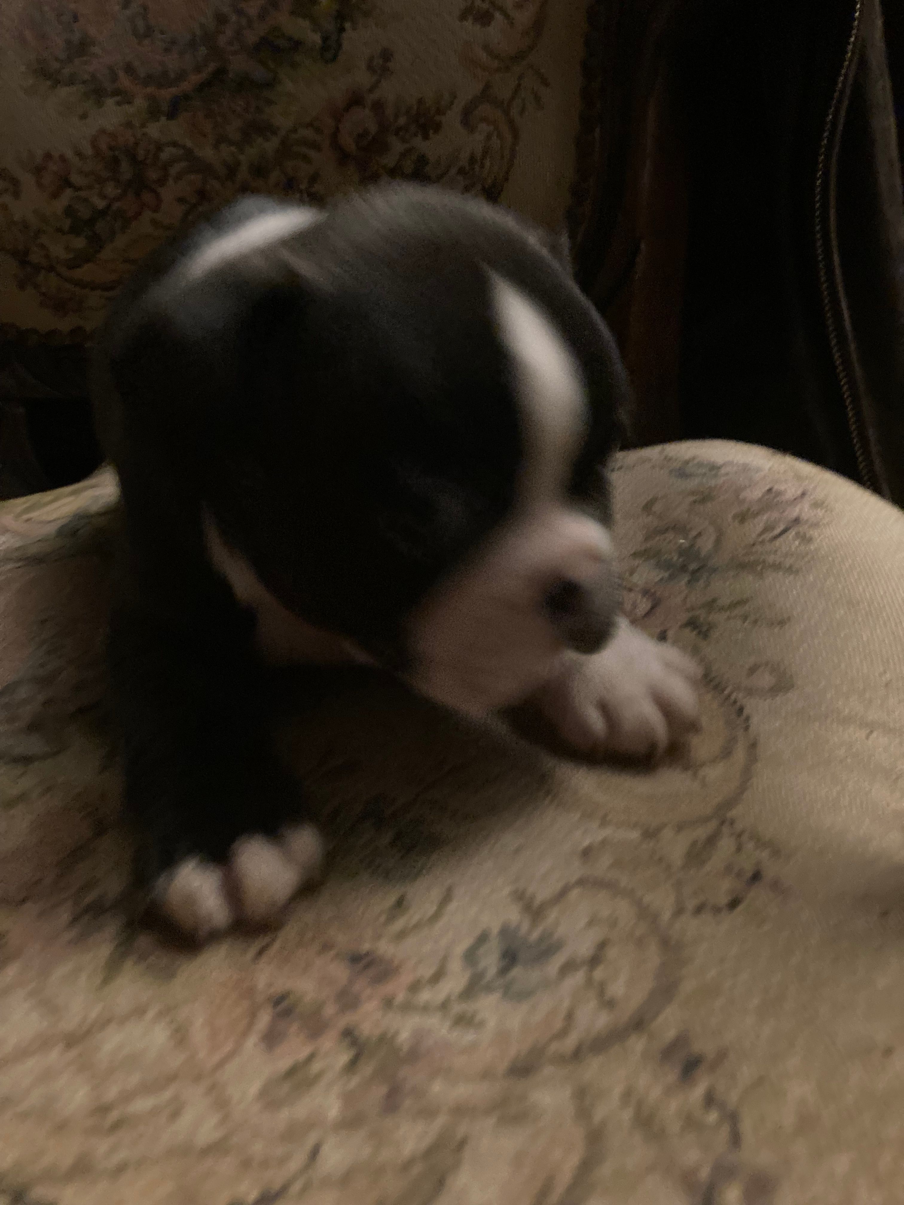 Bridget – French Bulldog puppy for sale in Seymour, IN