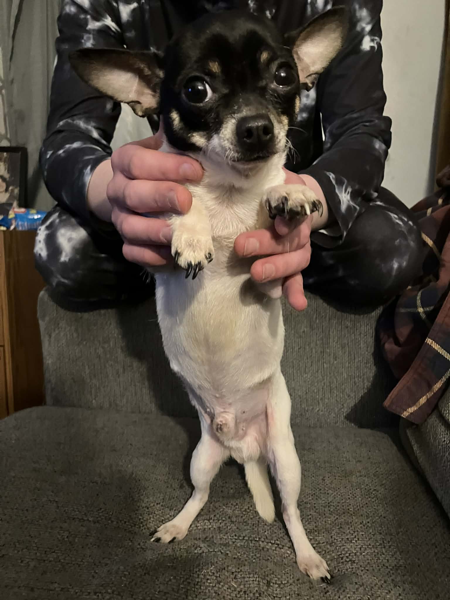 Brody – Chihuahua puppy for sale in Seymour, IN