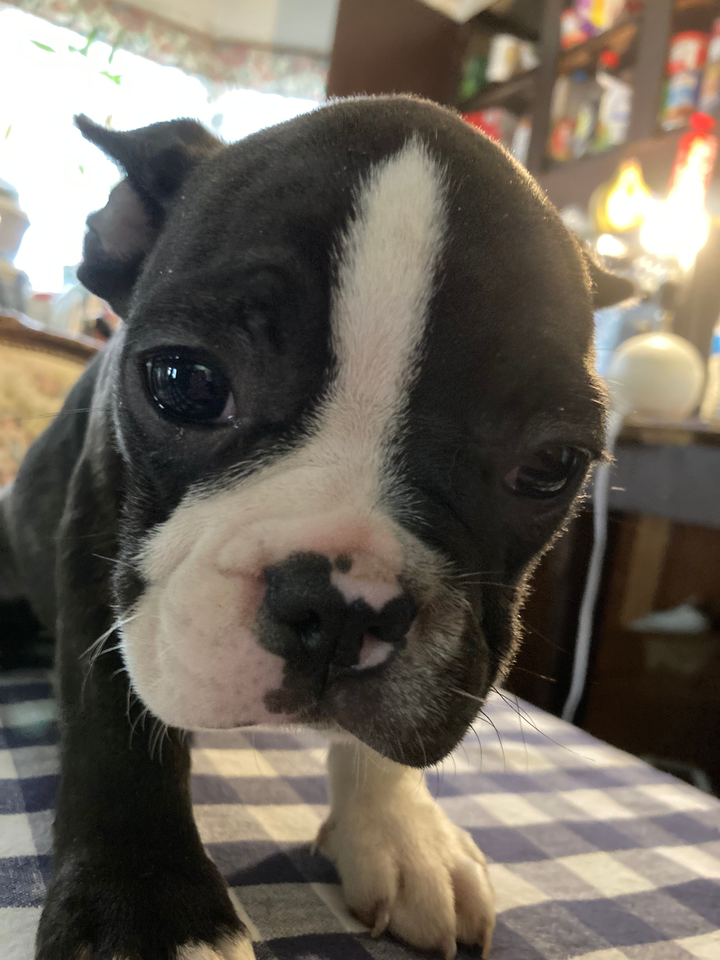 Bridget – French Bulldog puppy for sale in Seymour, IN