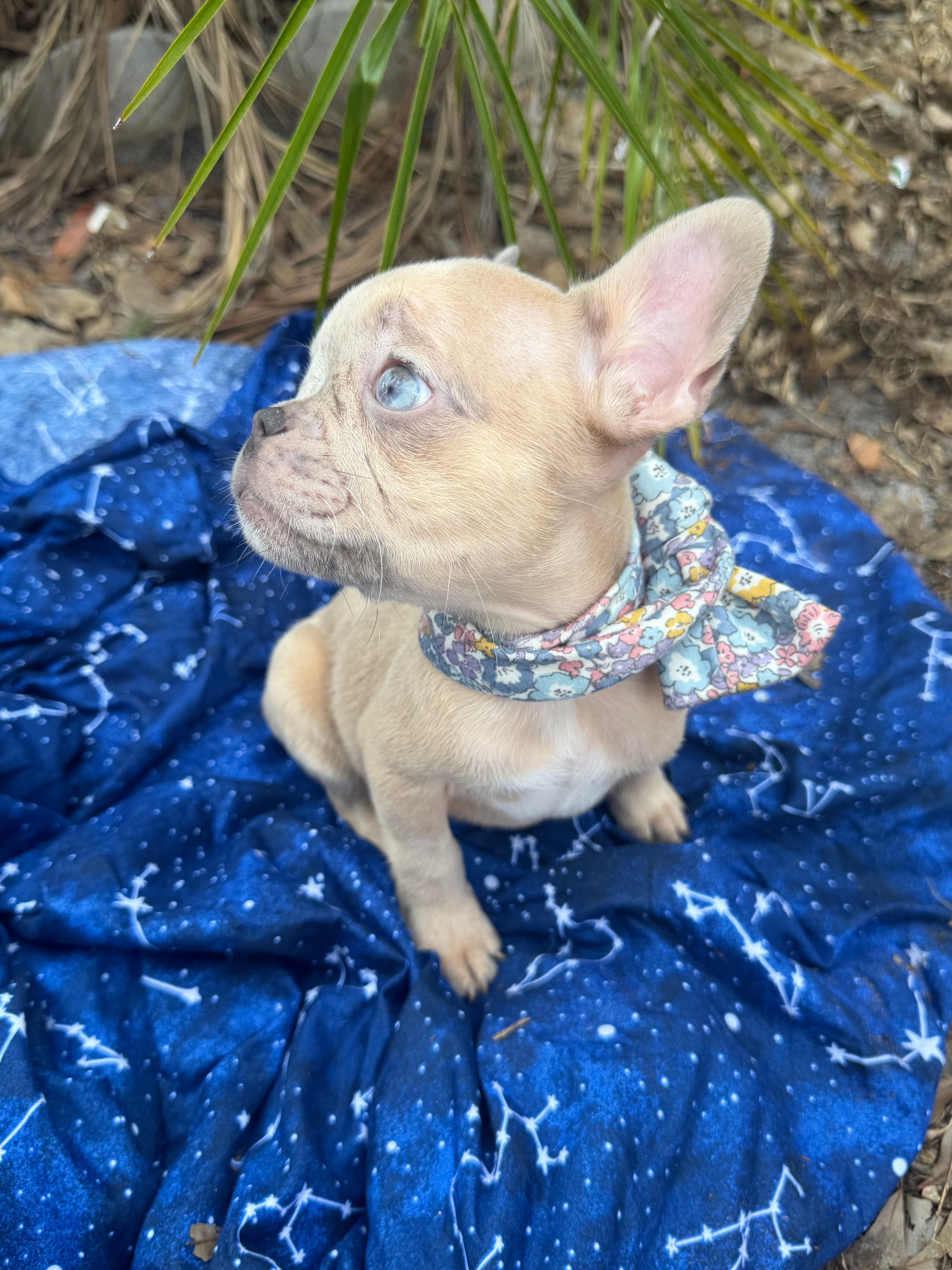 Tiny – French Bulldog puppy for sale in Largo, FL