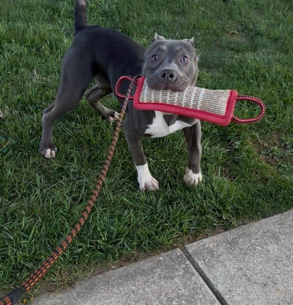 Mega – American Bulldog, American Bully puppy for sale in Pikesville, MD