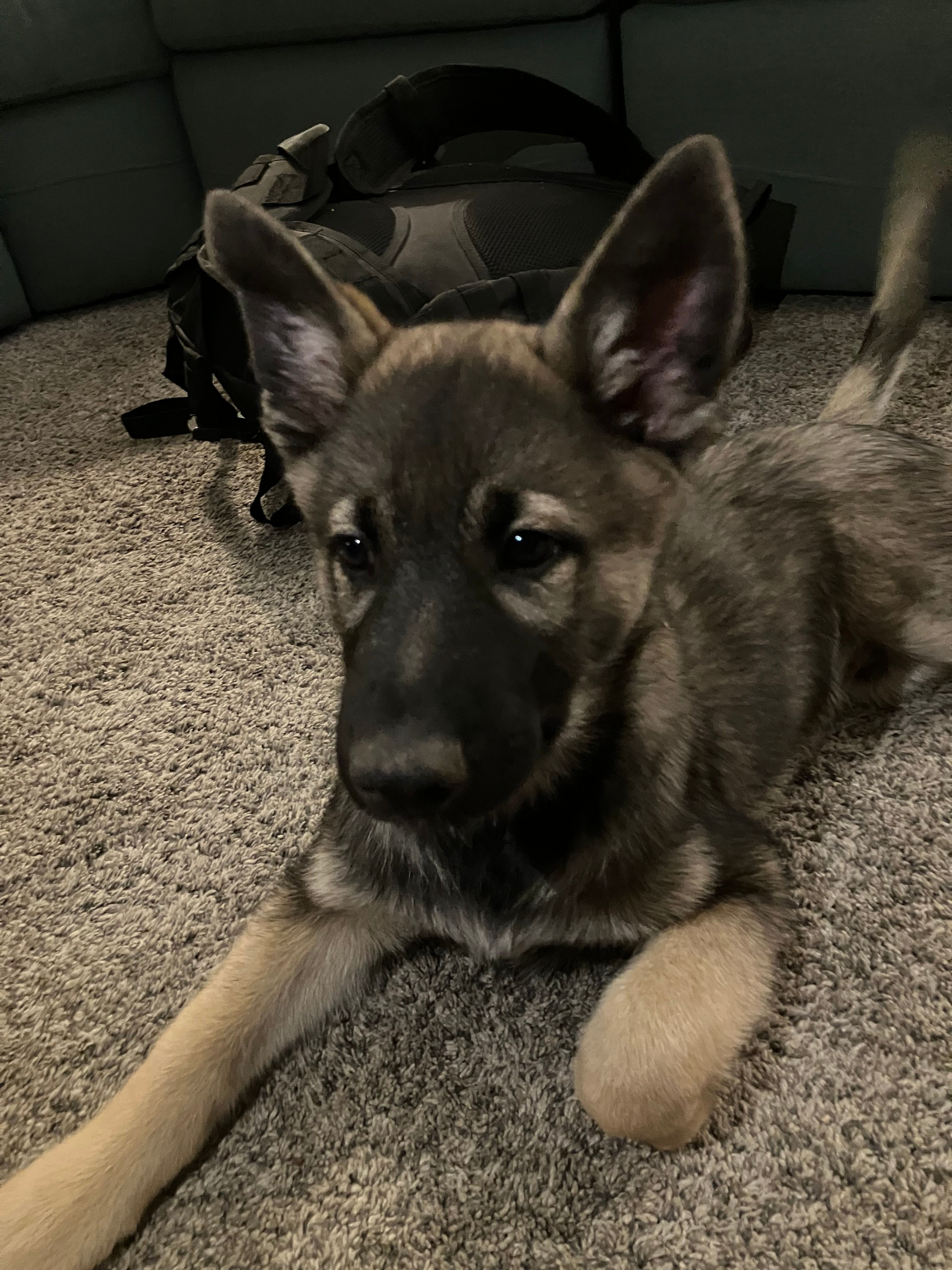 Bob – German Shepherd Dog, Alaskan Husky puppy for sale in Auburn, IN
