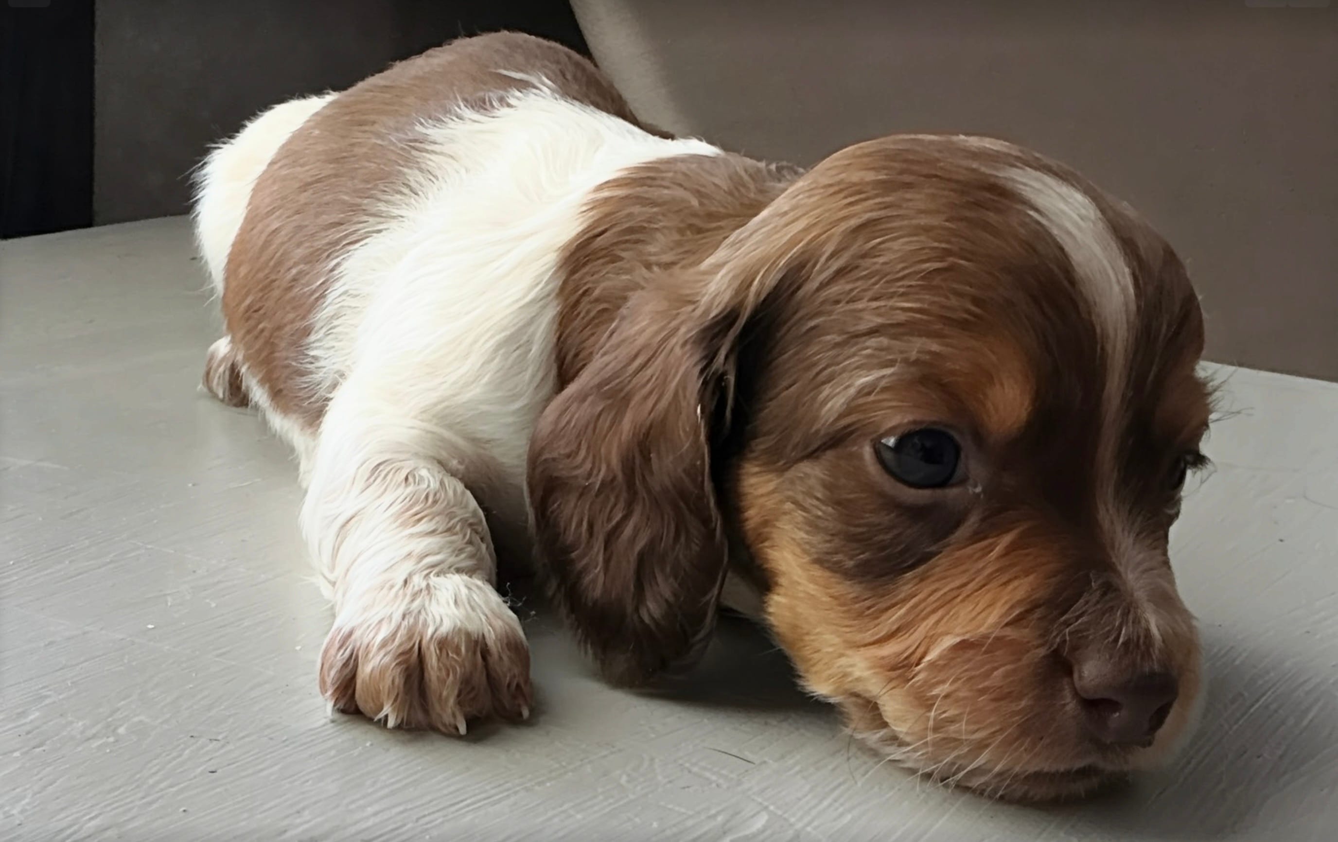 Atlas - Handsome LH AKC Tan & White Piebald (Symmetrical Markings) – Miniature Dachshund puppy for sale in Monroe City, IN