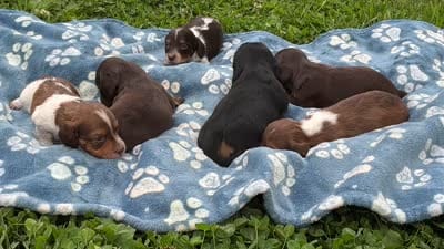 Princess-Elegant AKC Chocolate & White Piebald, a female Miniature Dachshund for sale in Monroe City, IN – 9 of 9