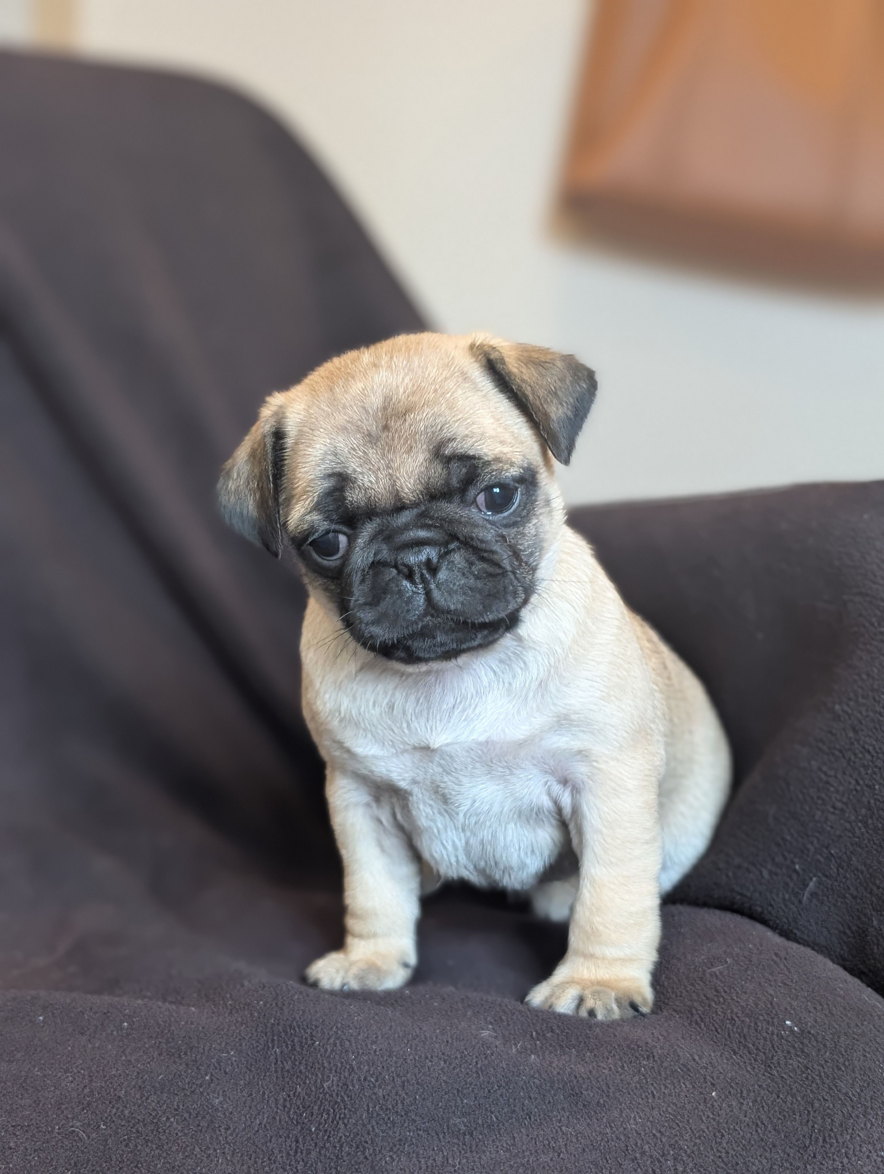 Olive – Pug puppy for sale in Elizabethtown, PA