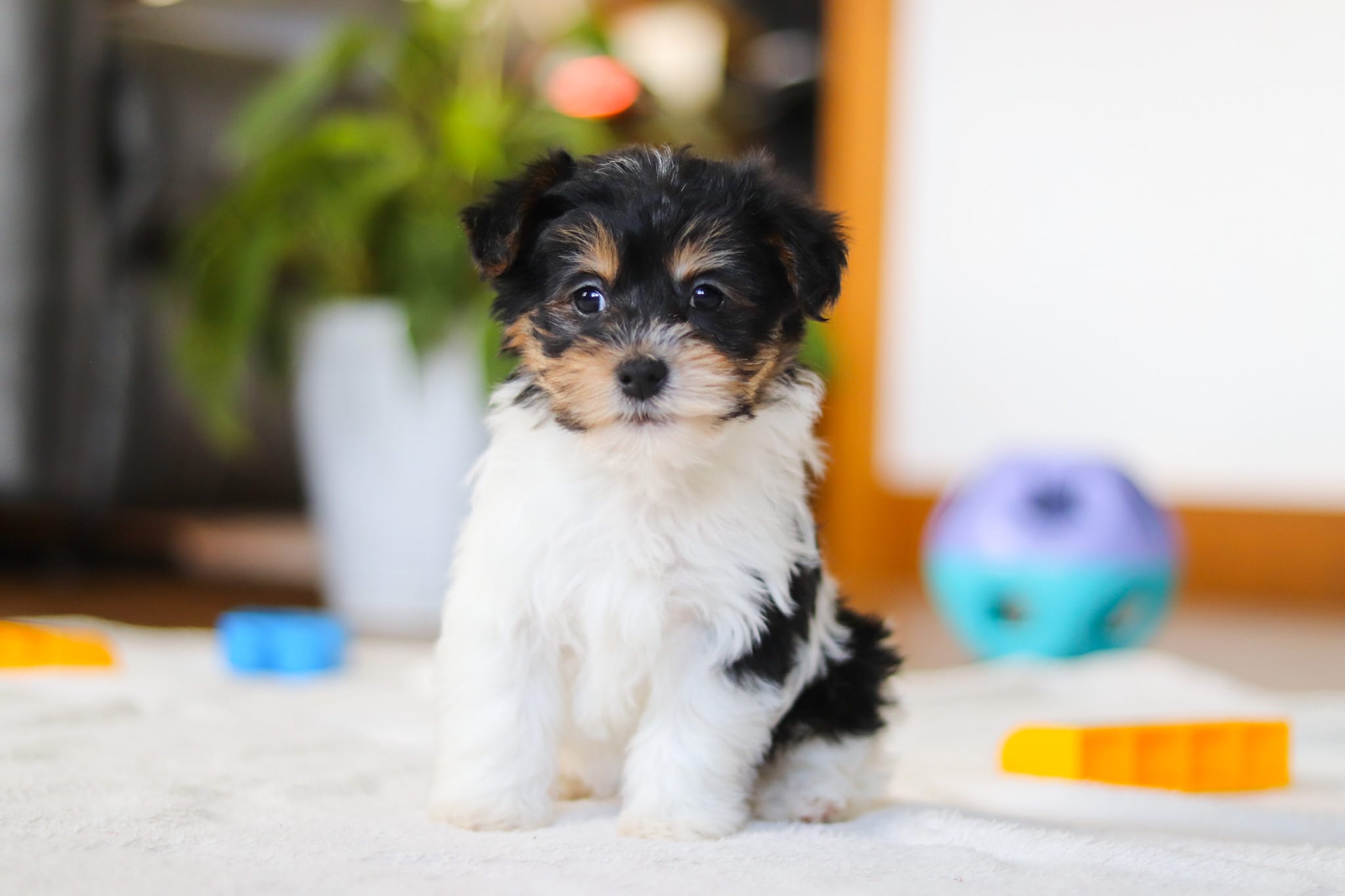 Claire – Yorkipoo puppy for sale in Fresno, OH