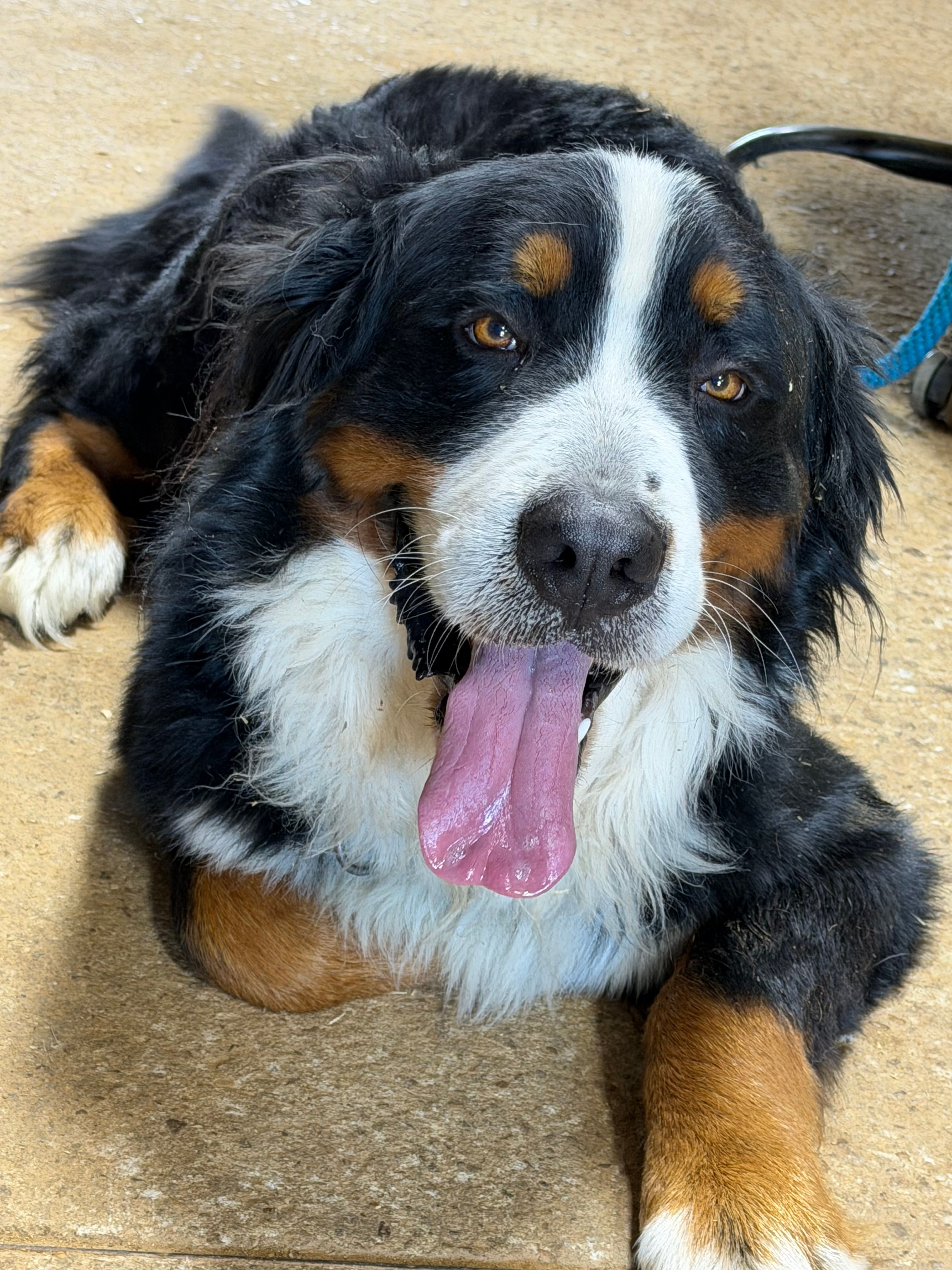 Winifred, a female Bernese Mountain Dog for sale in Scottsboro, AL – Photo 5 of 6
