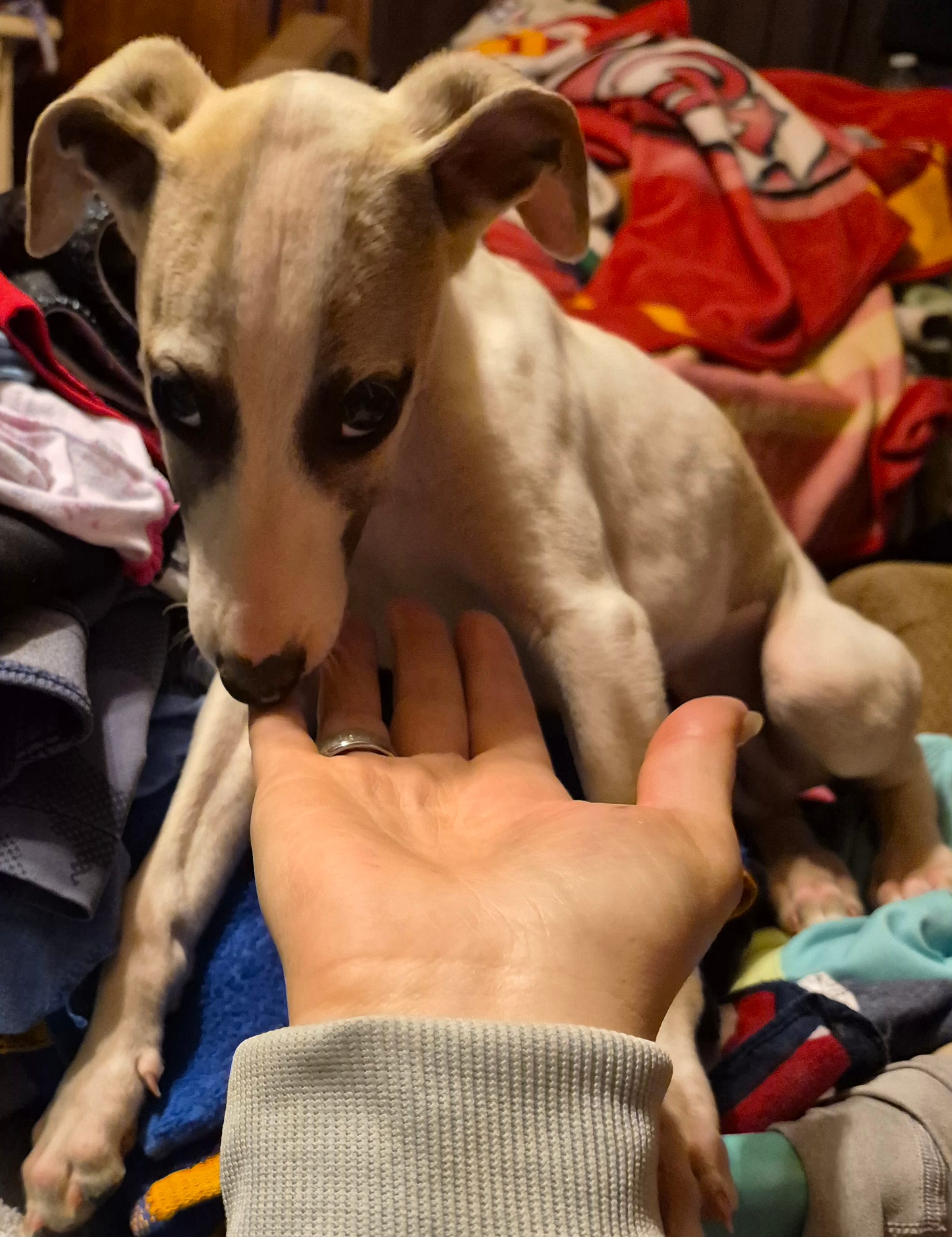 Nabisco – Whippet puppy for sale in Jennings, OK