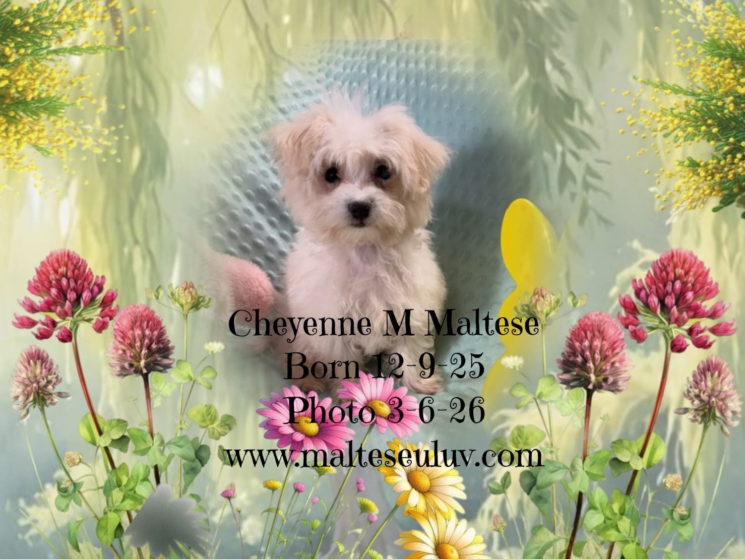 Cheyenne – Maltese puppy for sale in Silverhill, AL