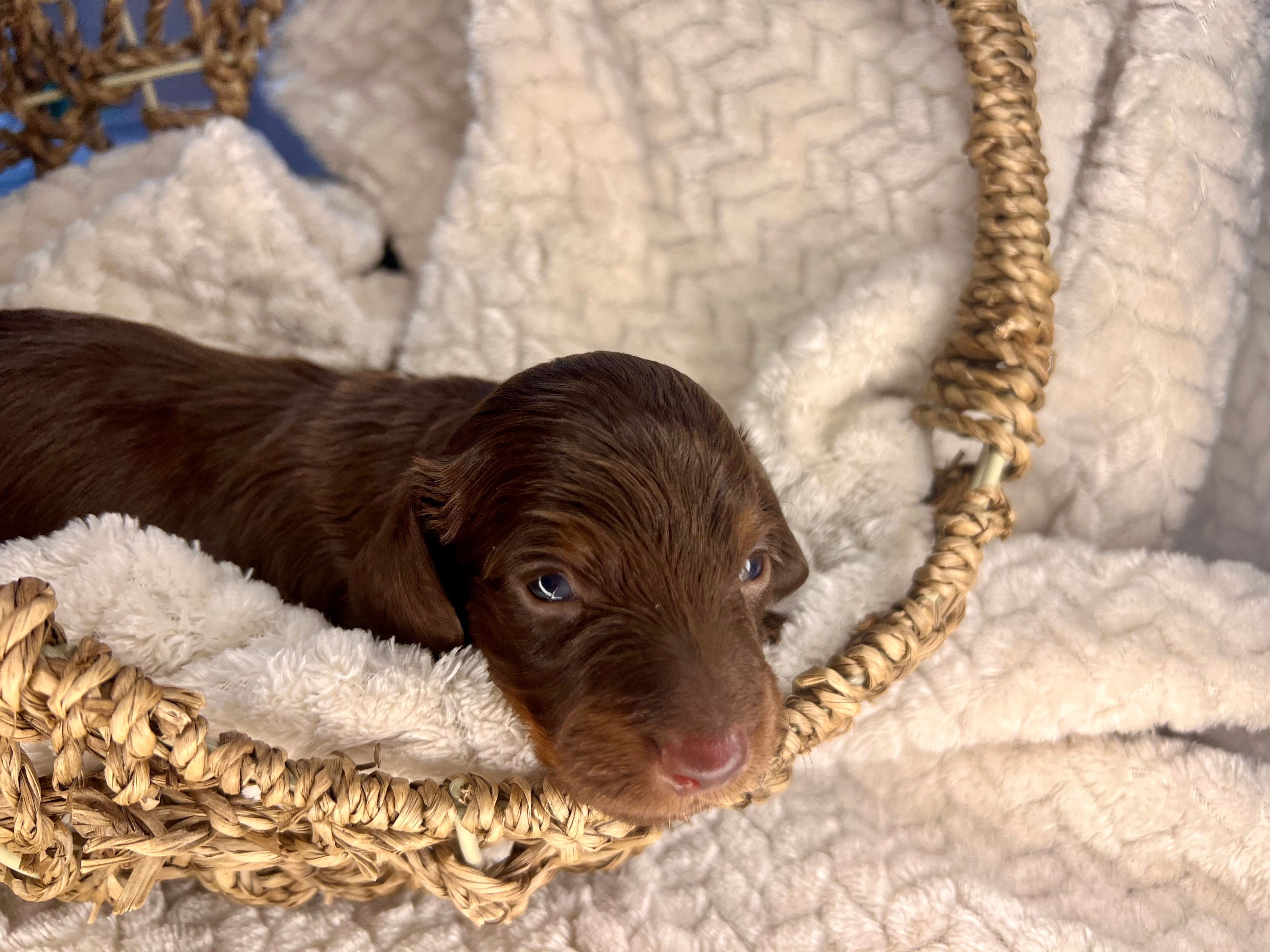 Chocolate – Miniature Dachshund puppy for sale in Swainsboro, GA