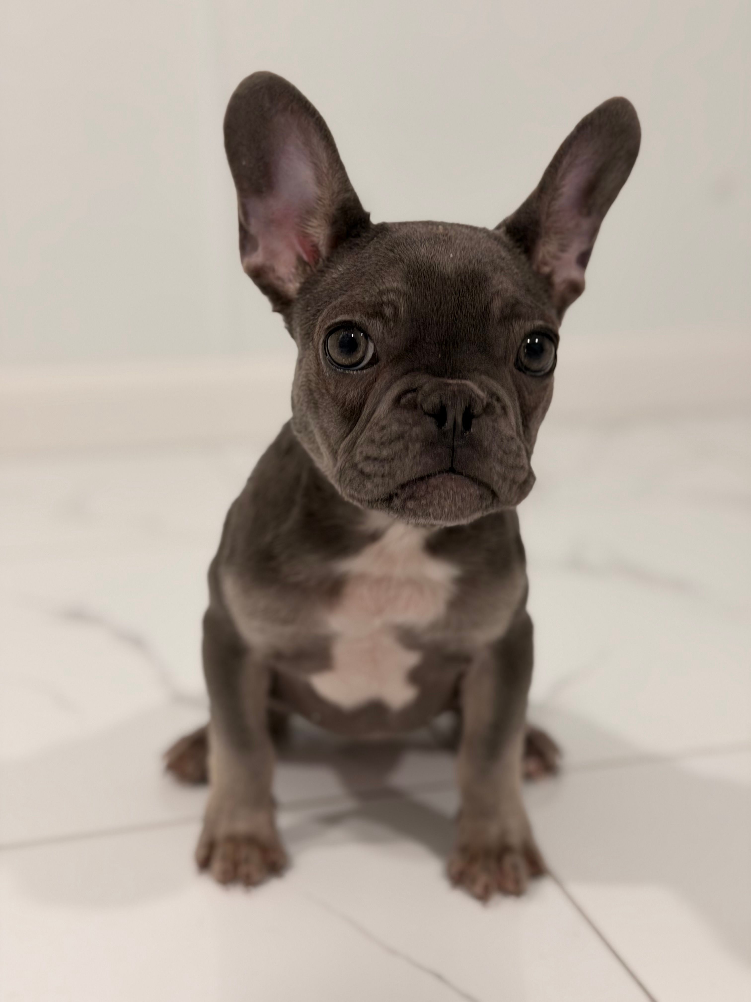 Bunny  – French Bulldog puppy for sale in Princeton, NJ