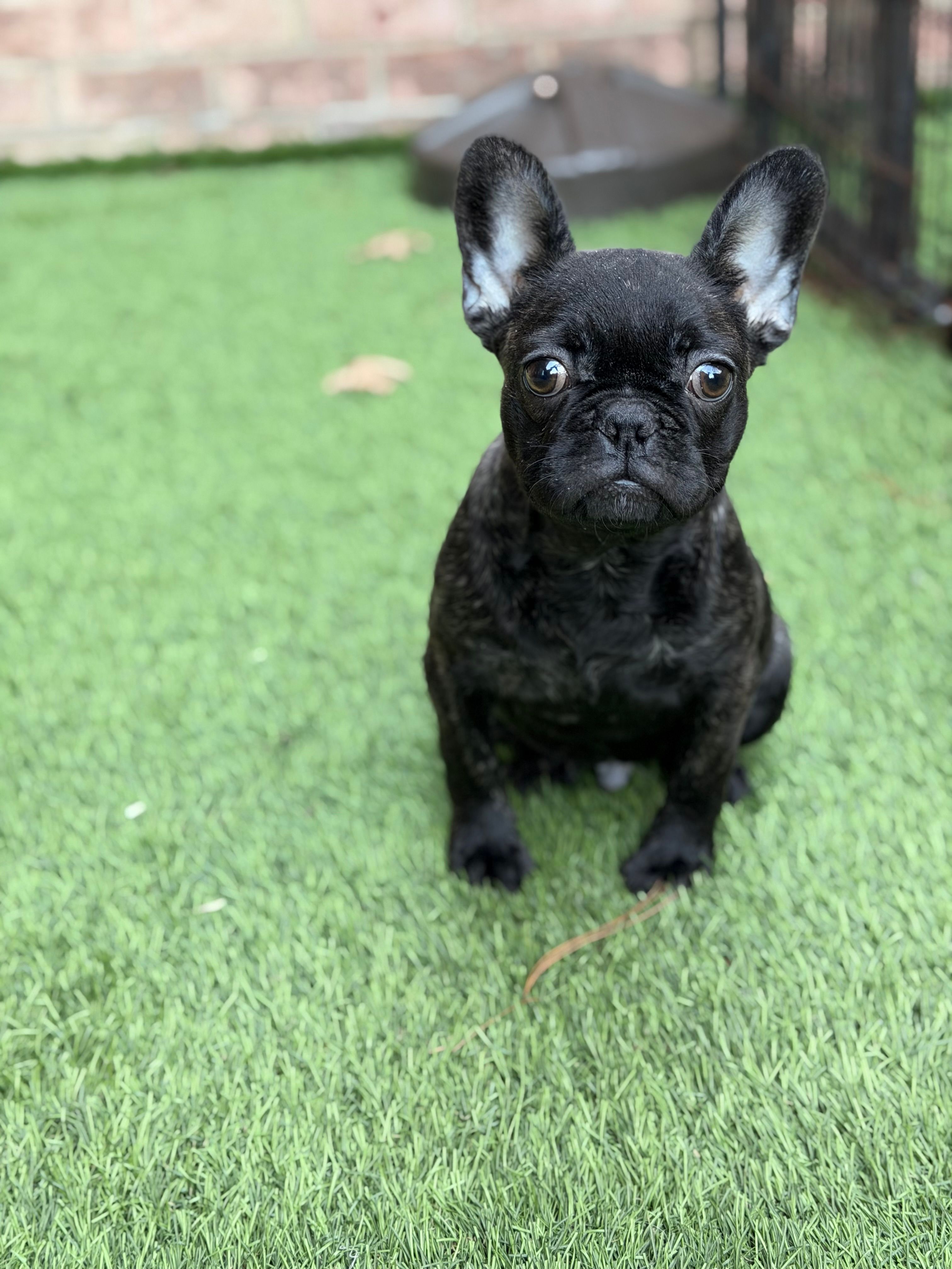 Major – French Bulldog puppy for sale in Princeton, NJ