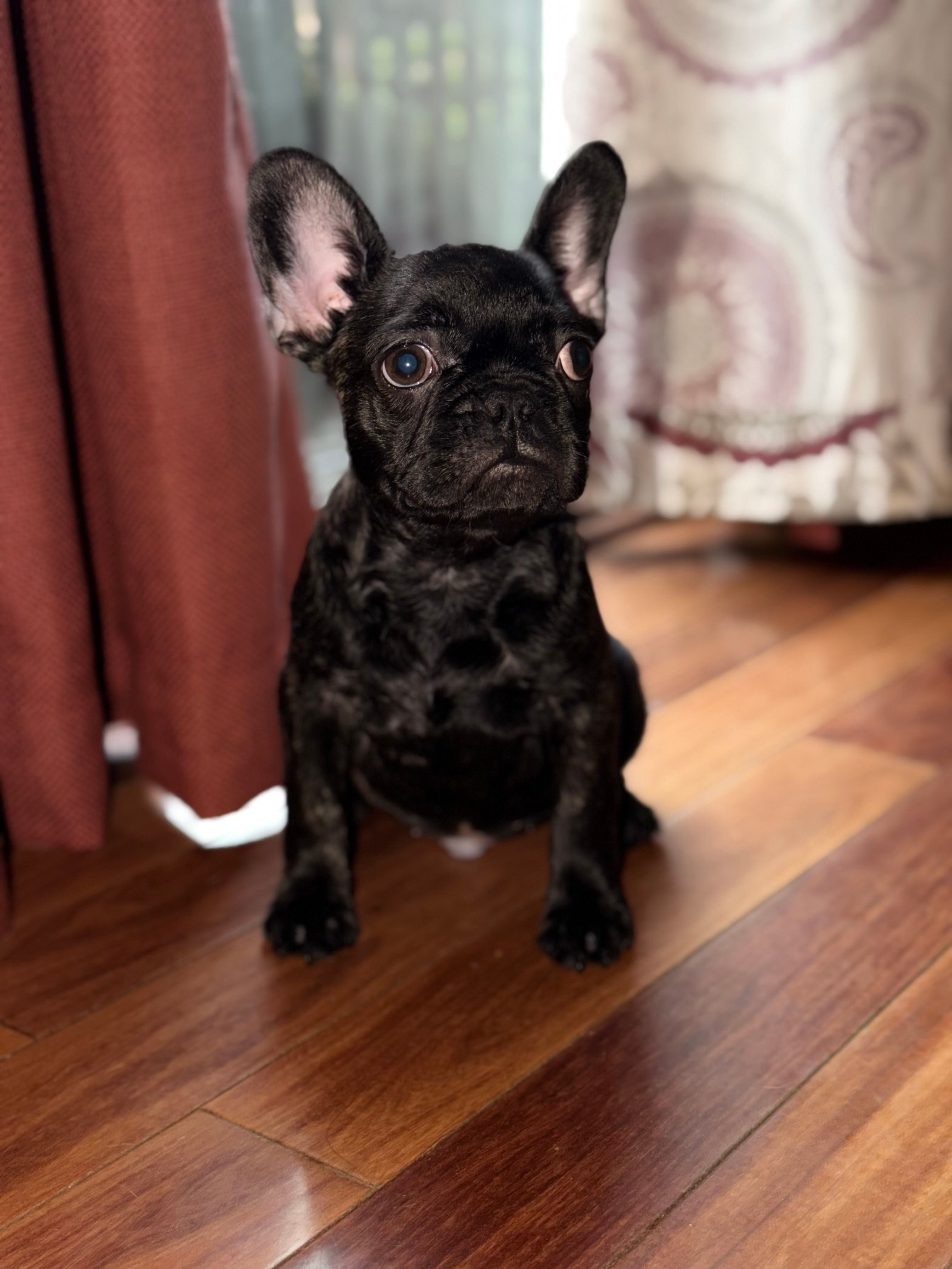 Major – French Bulldog puppy for sale in Princeton, NJ