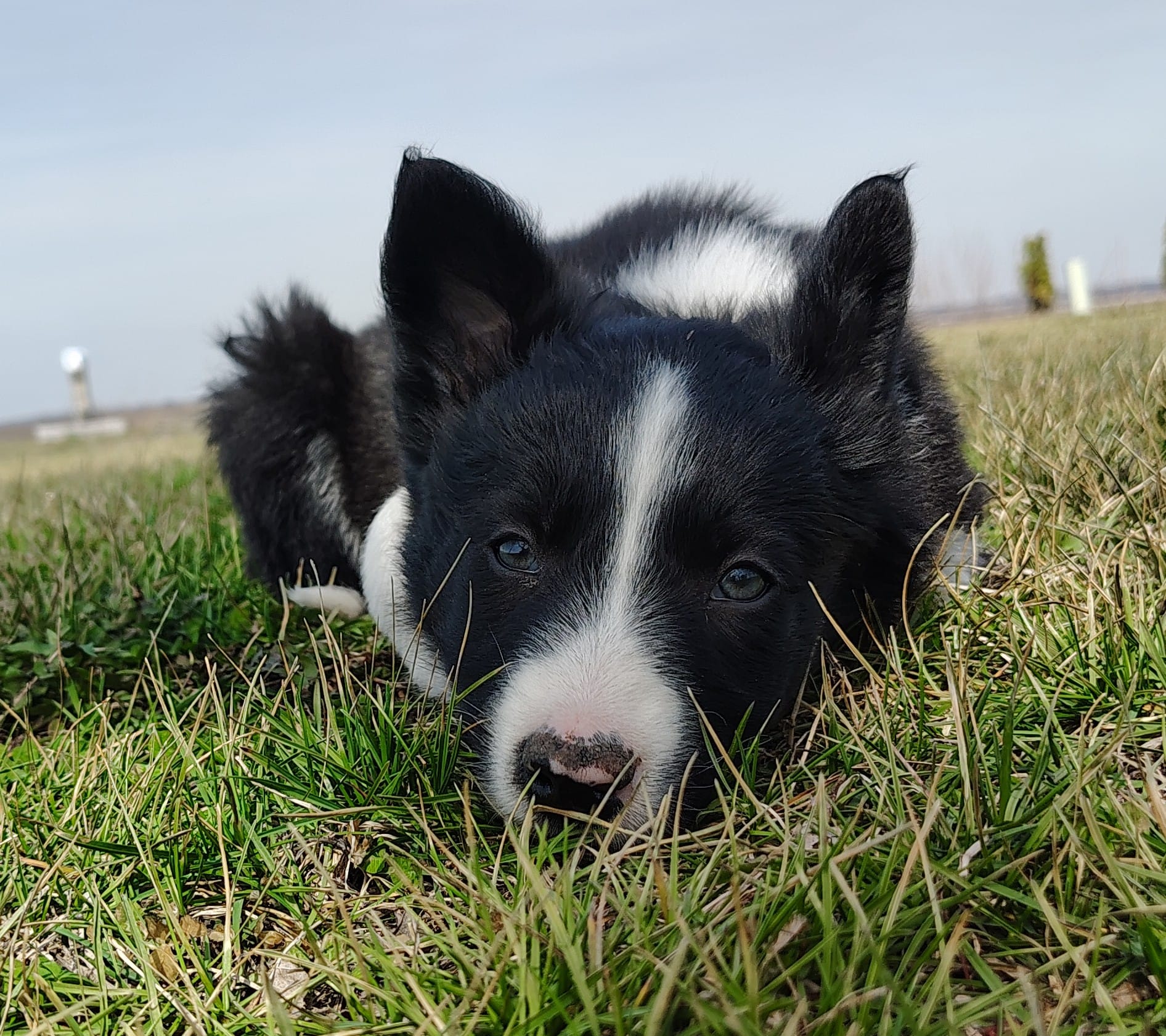 Kennedy – Border Collie puppy for sale in Norborne, MO