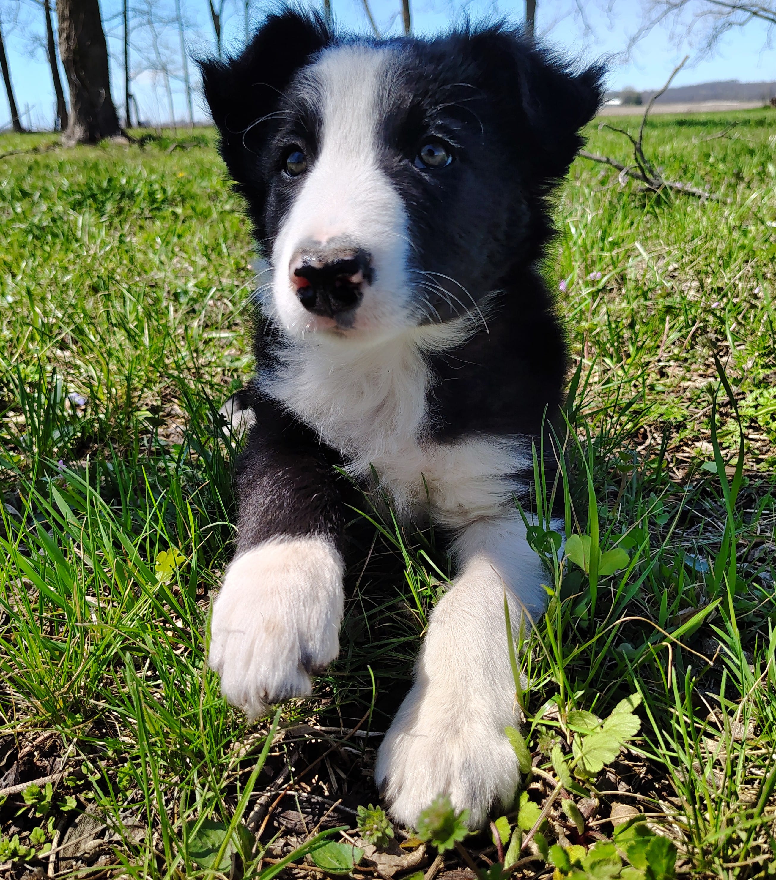Linus – Border Collie puppy for sale in Norborne, MO