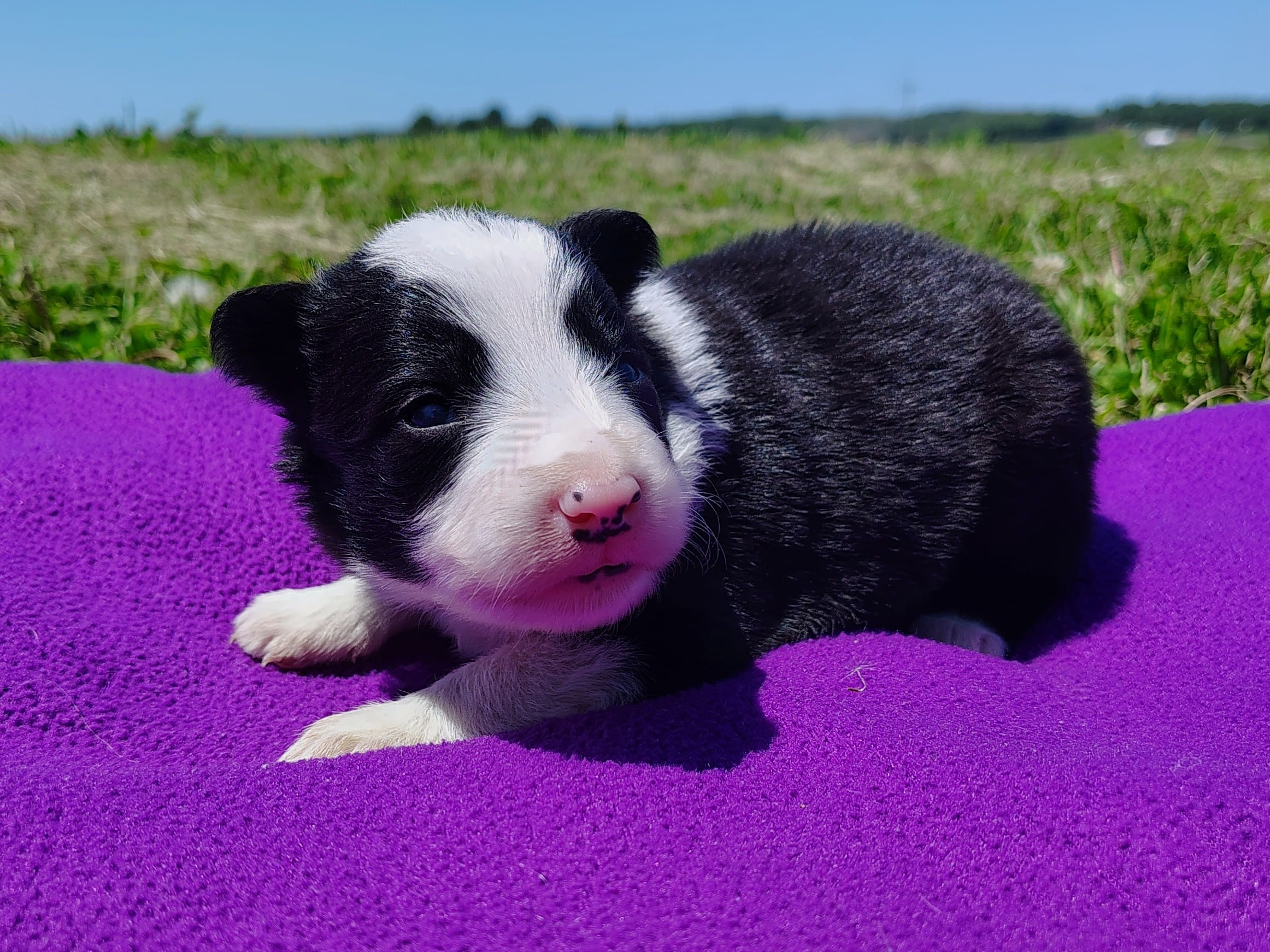 Eco – Border Collie puppy for sale in Norborne, MO
