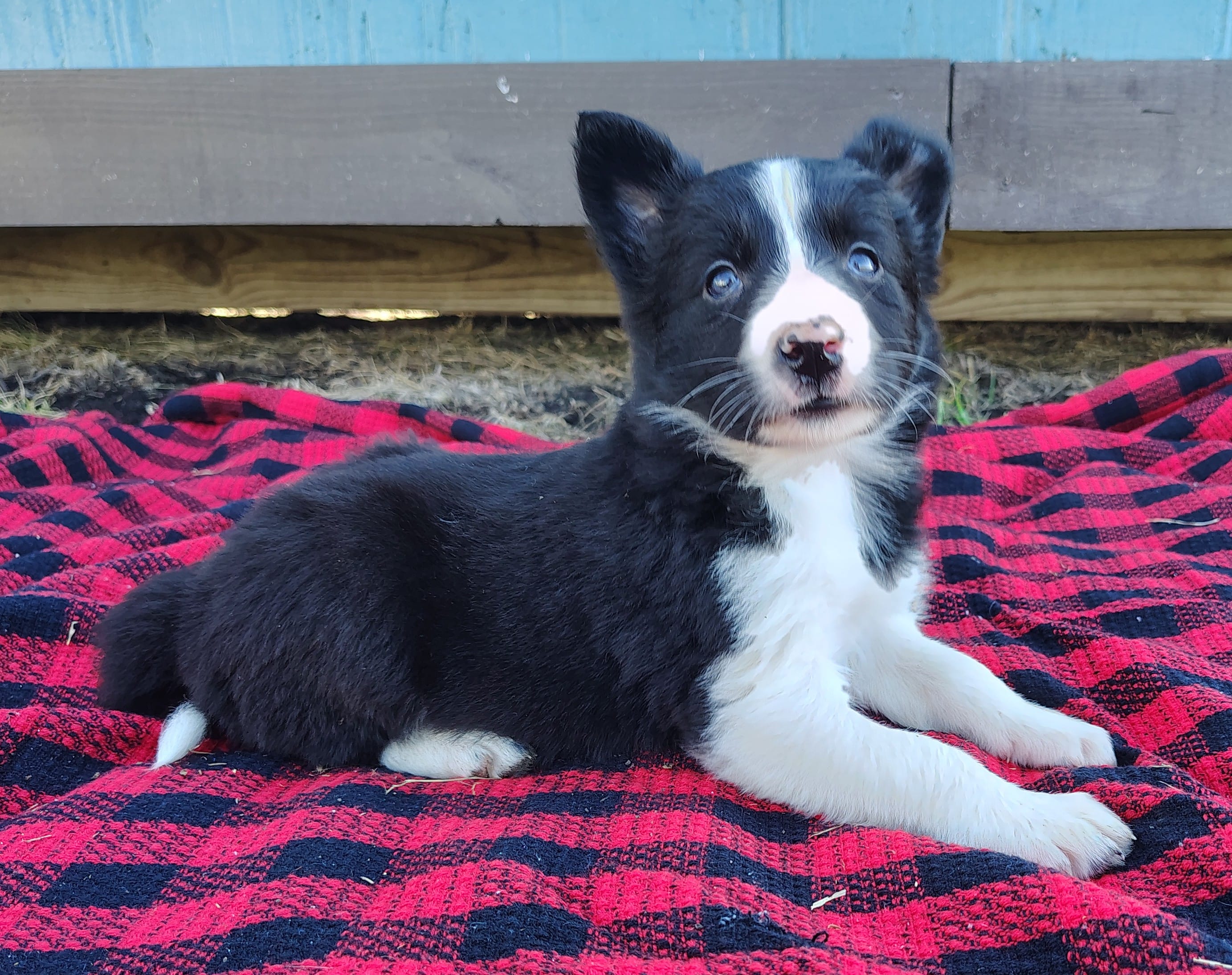 Kennedy – Border Collie puppy for sale in Norborne, MO