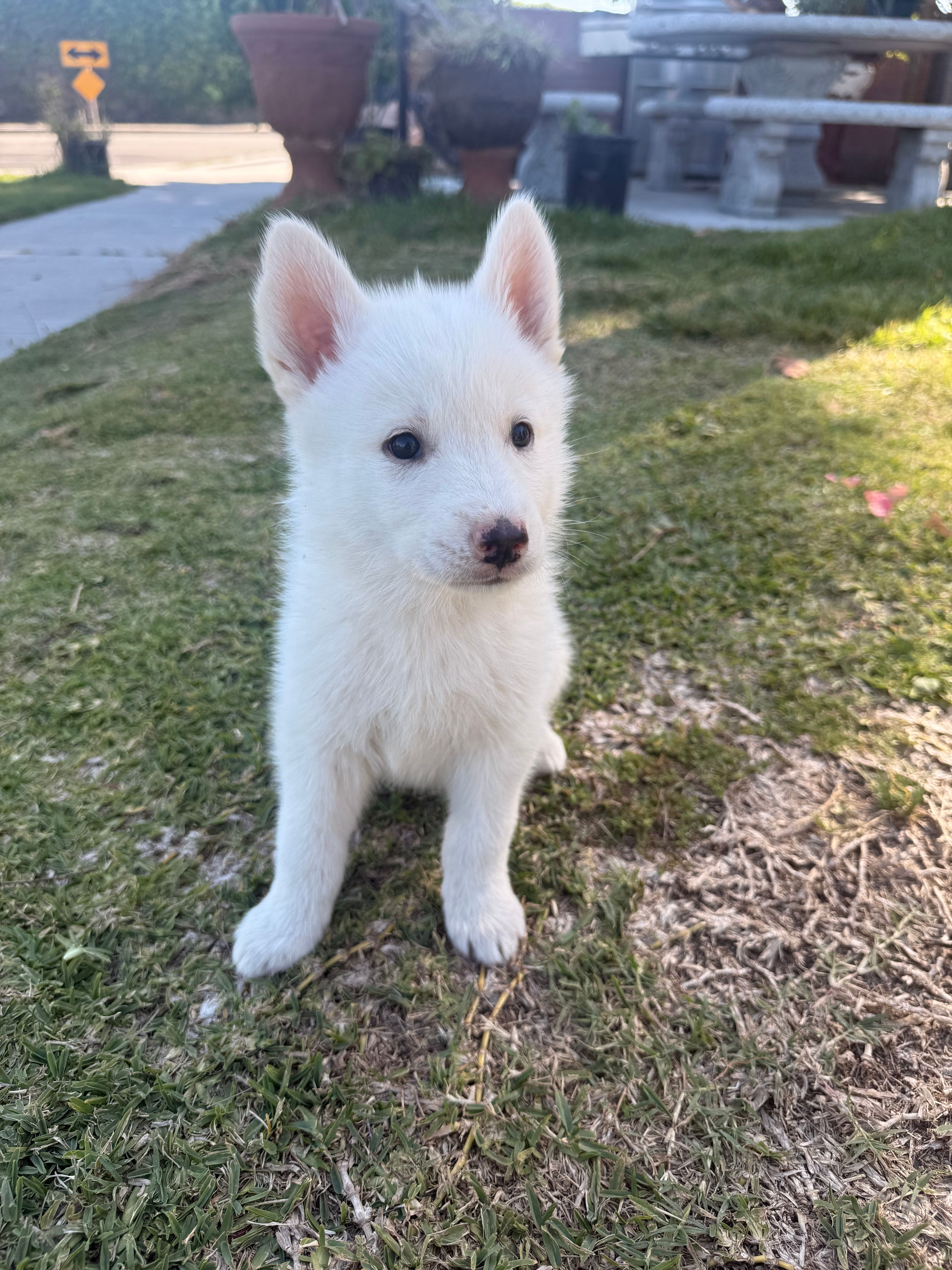 Chanel – Siberian Husky, Jindo puppy for sale in Downey, CA