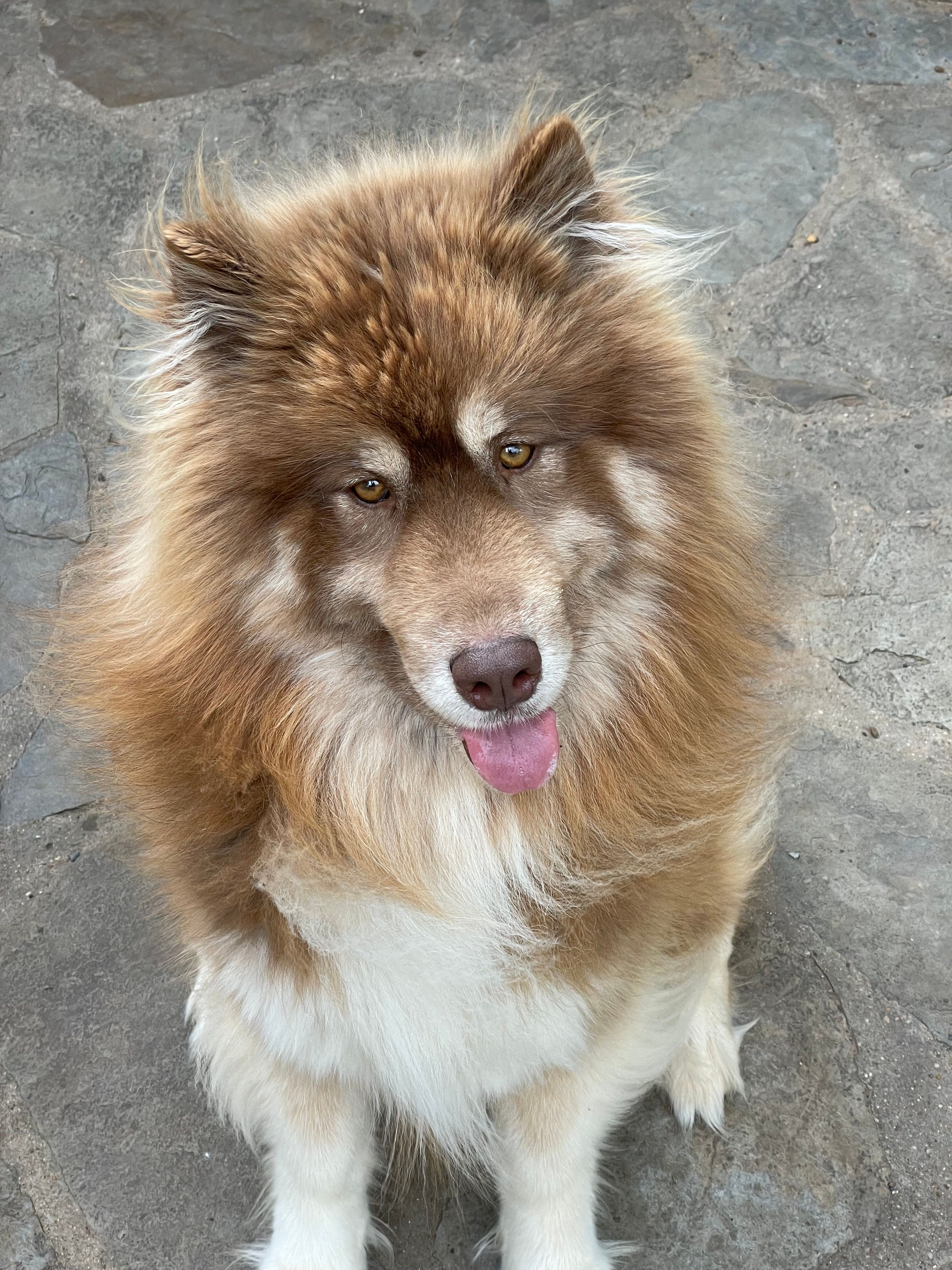 June – Siberian Husky puppy for sale in Joshua, TX