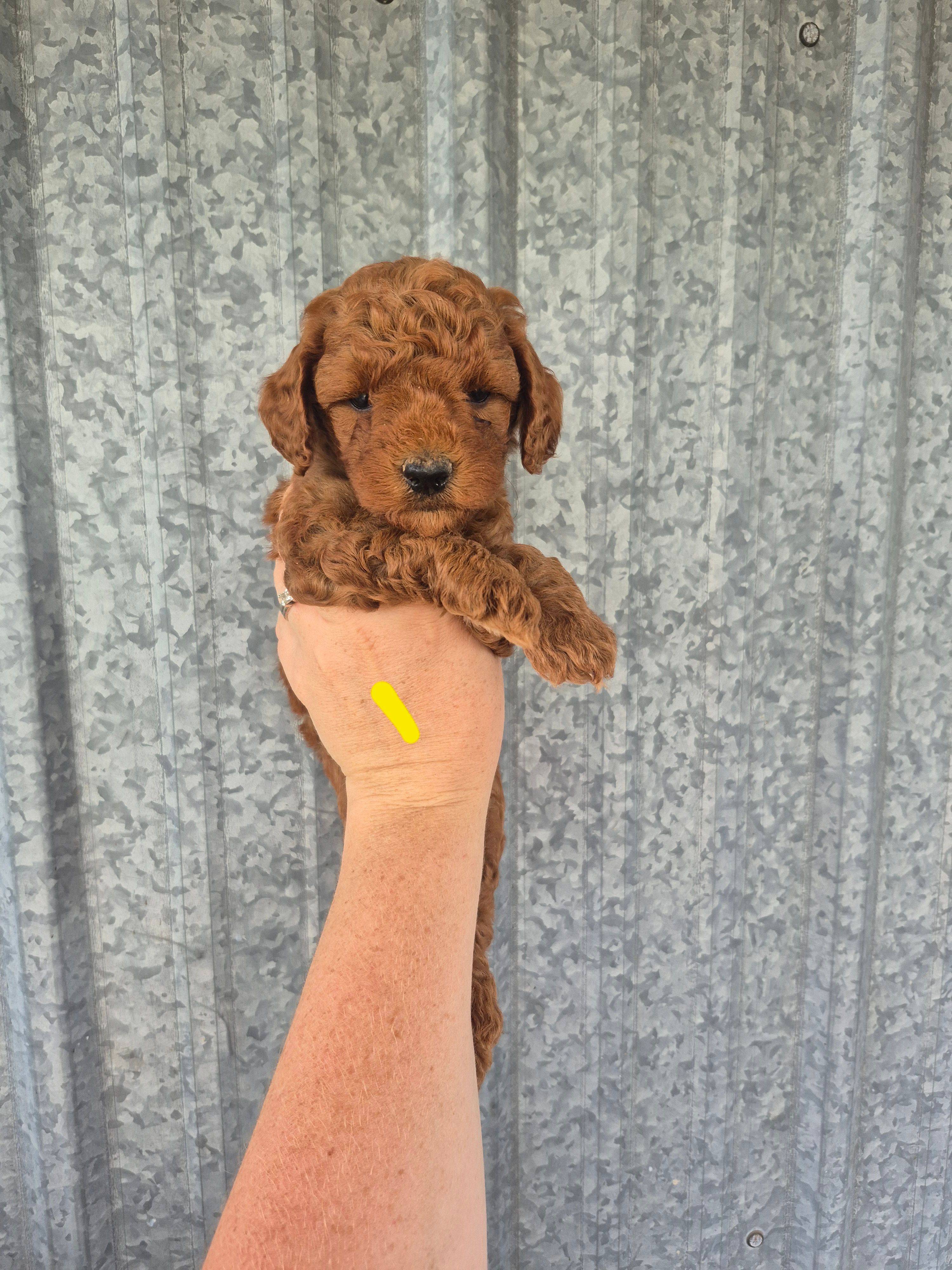 Mini male yellow – Poodle - Miniature  puppy for sale in Wasola, MO