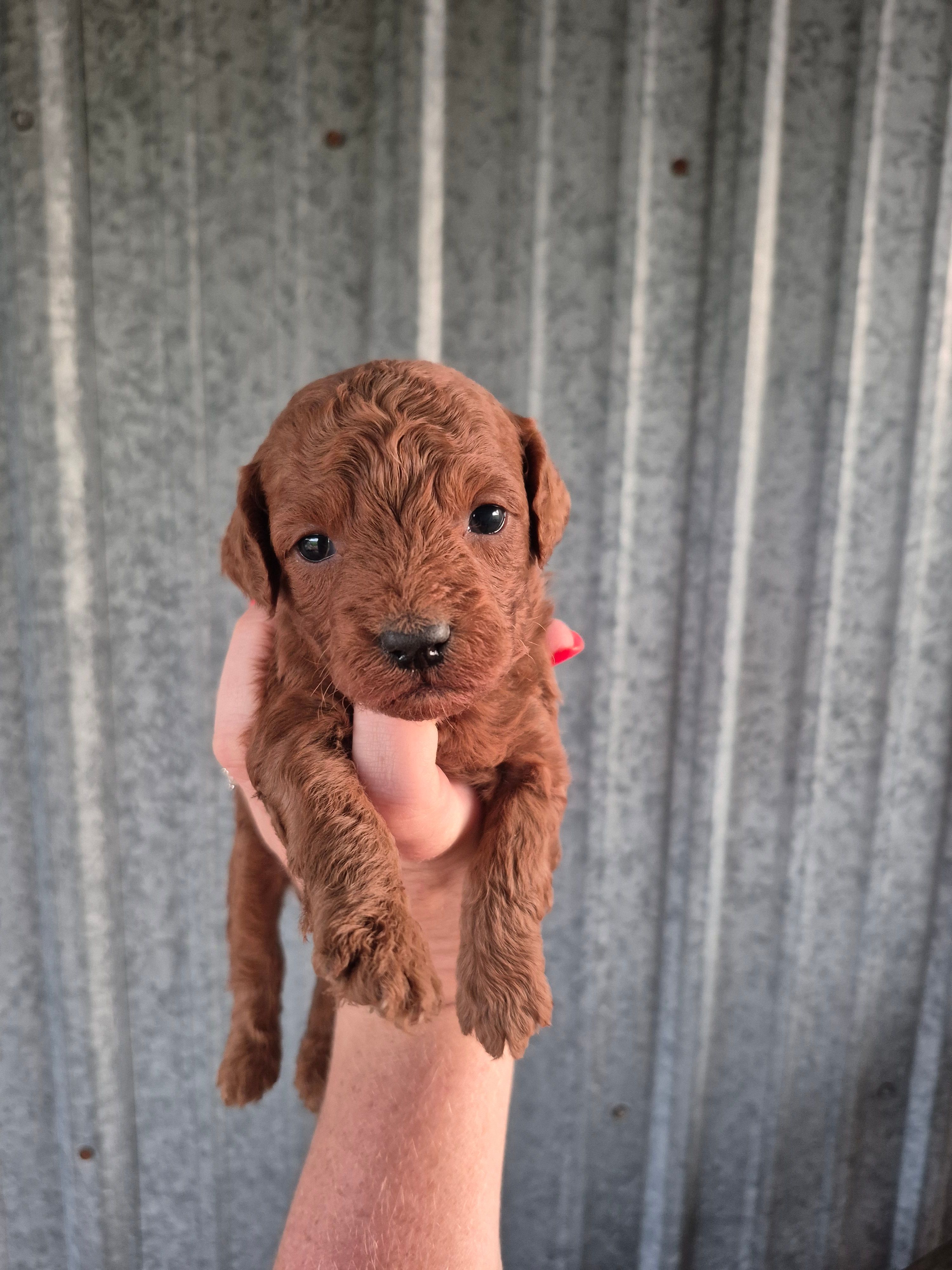 Mini female – Poodle - Miniature  puppy for sale in Wasola, MO
