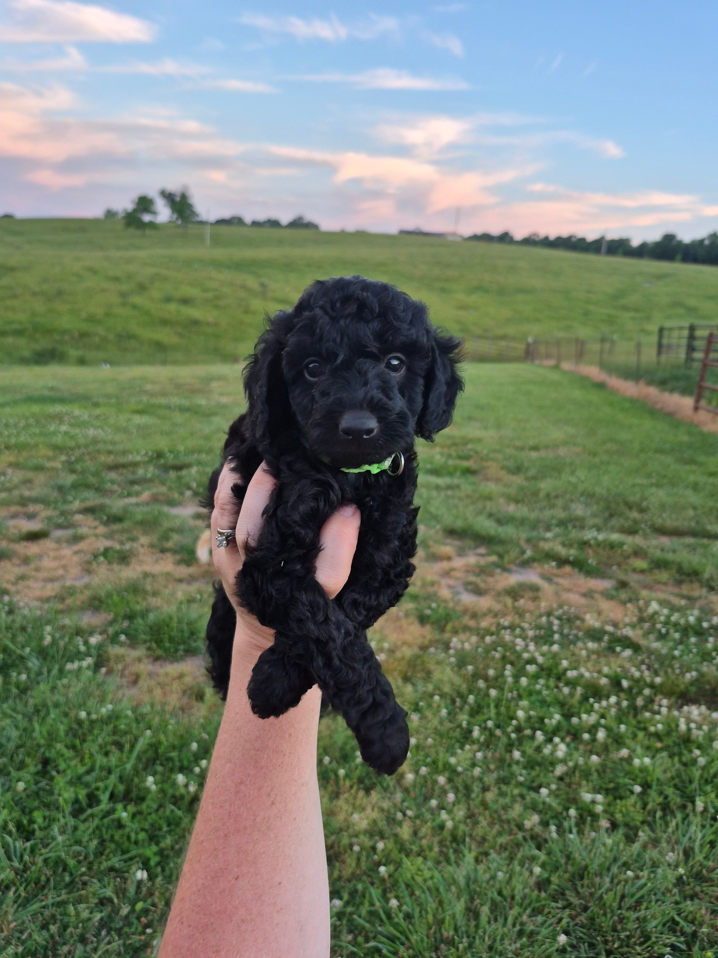 Green toy male – Poodle - Toy  puppy for sale in Wasola, MO
