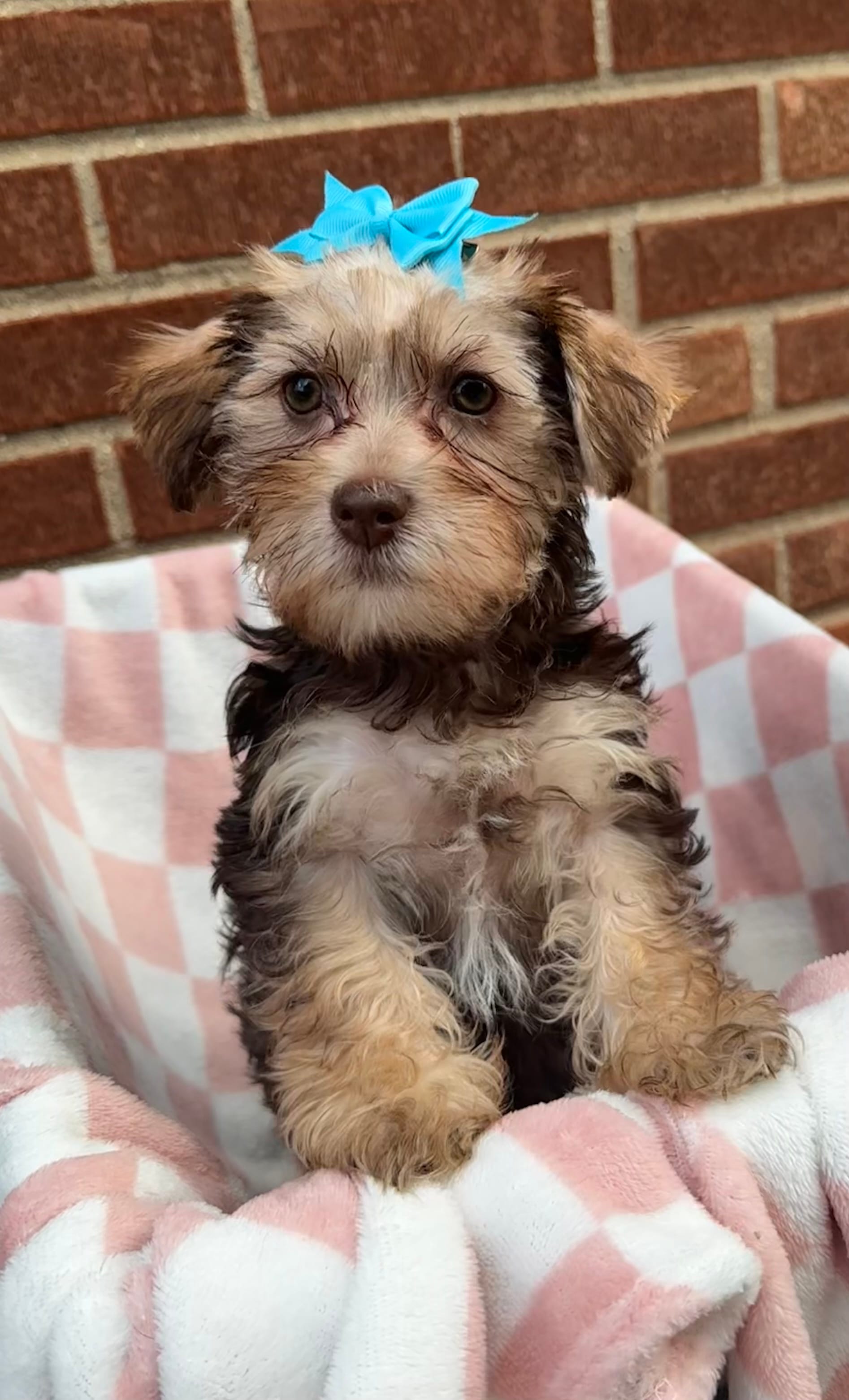 Blossom  – Yorkshire Terrier puppy for sale in Livonia, MI