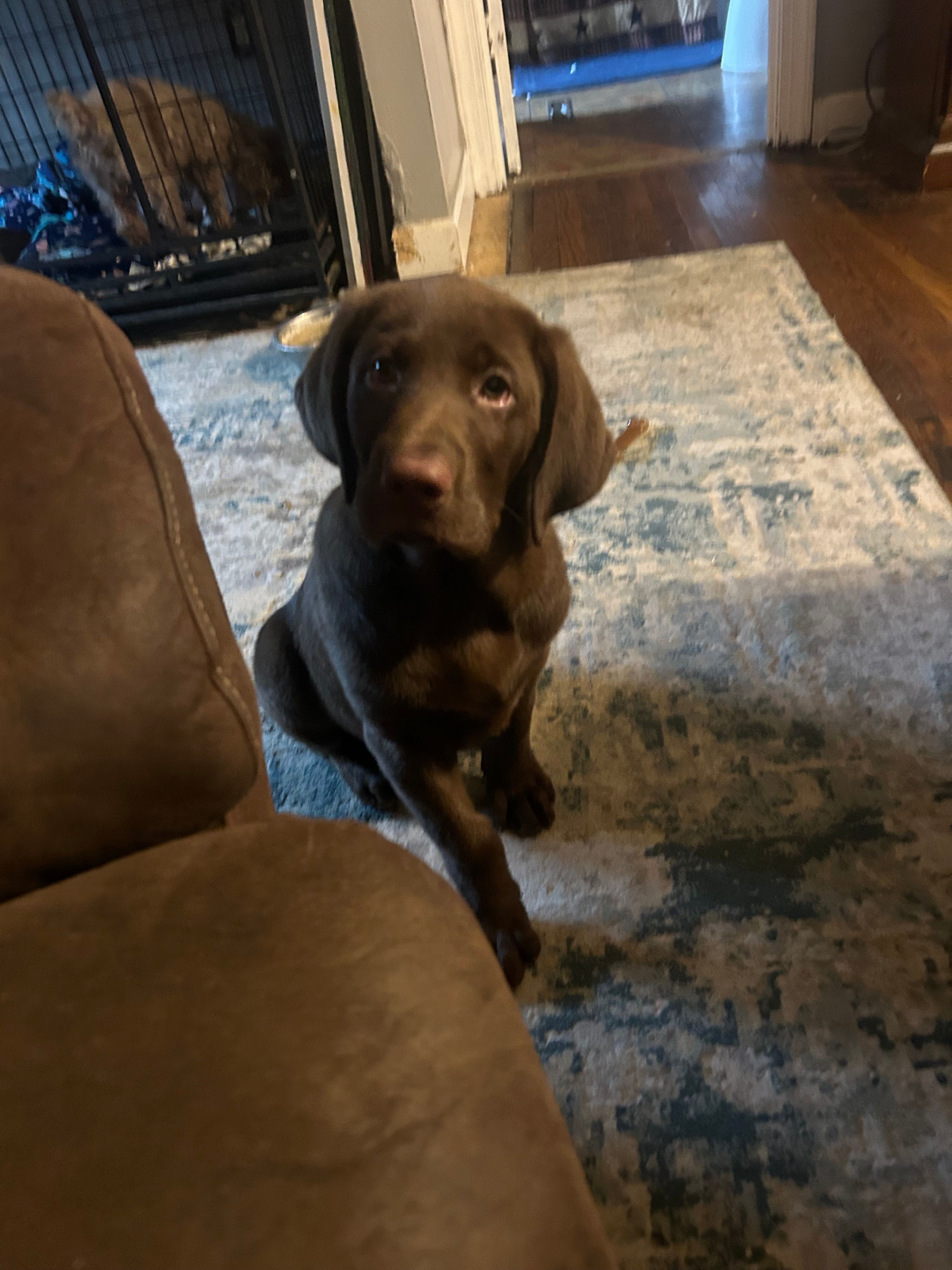 Jackson – Labrador Retriever puppy for sale in Strasburg, VA