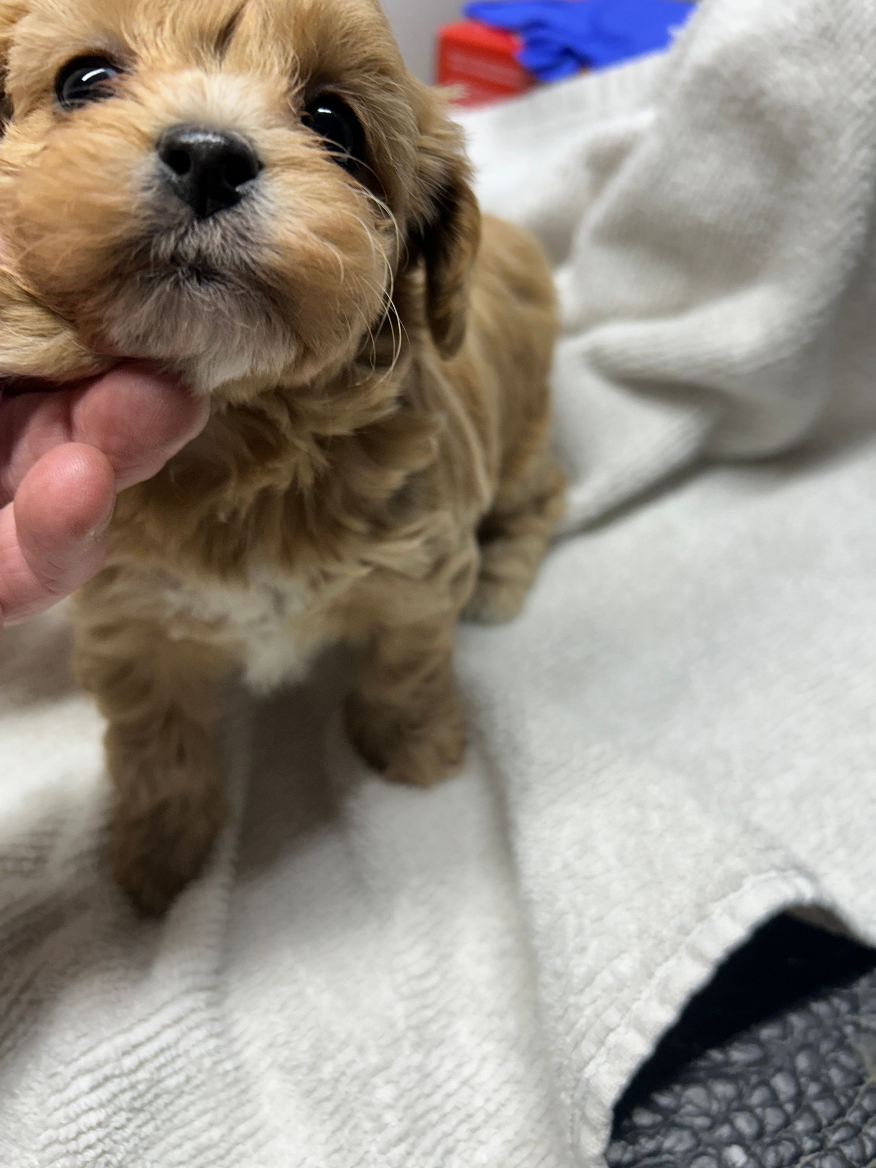 Freya – Yorkipoo puppy for sale in Strasburg, VA