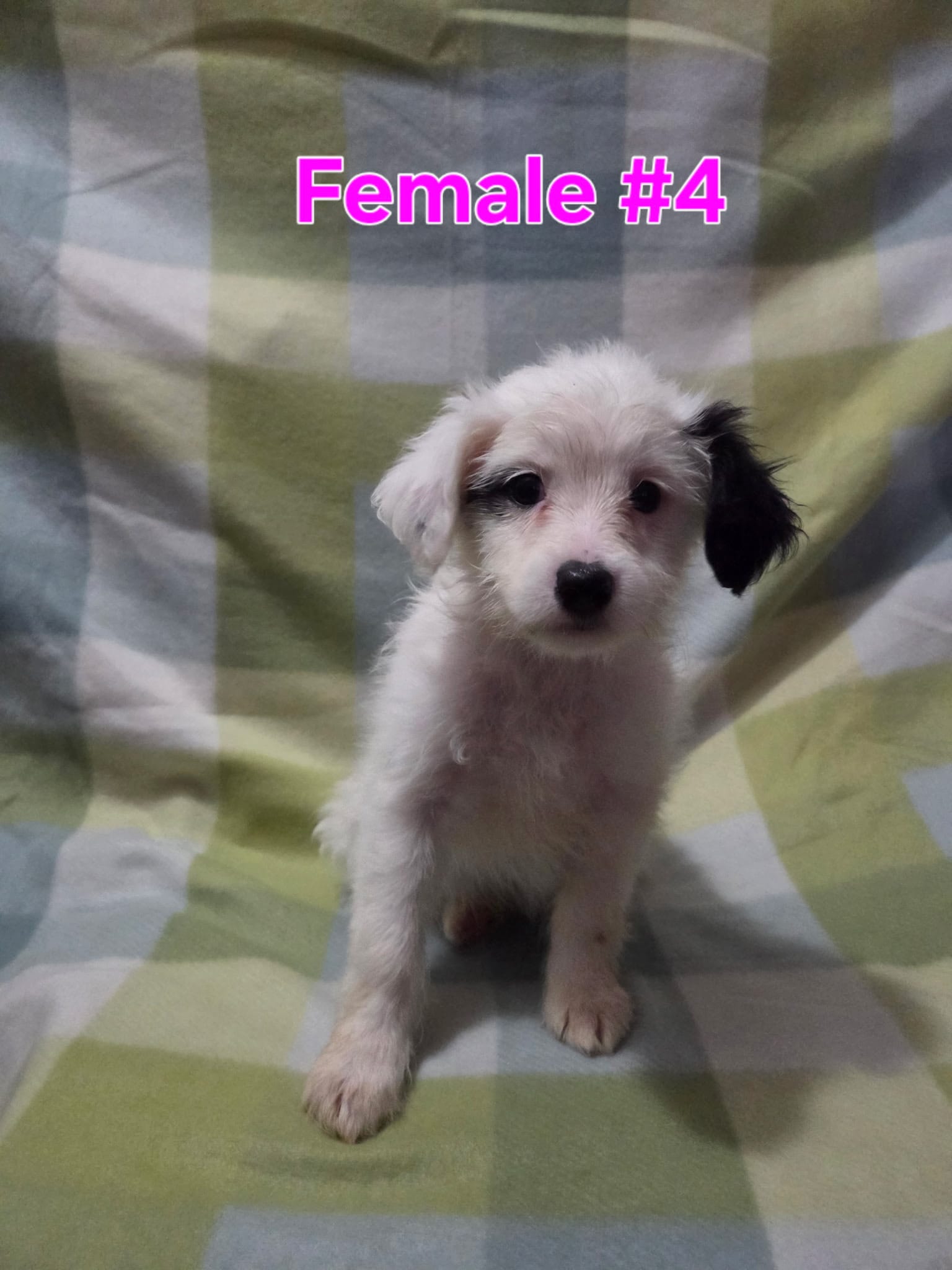 Girl 4 – Australian Cattle Dog, Maltipoo puppy for sale in Thornton, CO