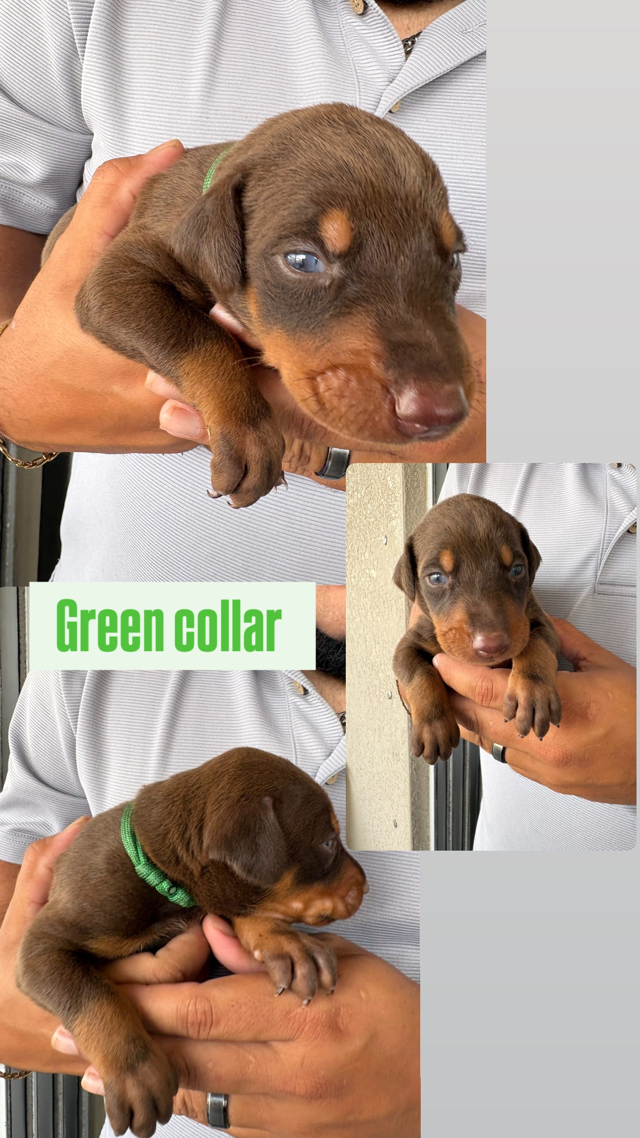 Doberman (Green collar) – Doberman Pinscher puppy for sale in Lehigh Acres, FL