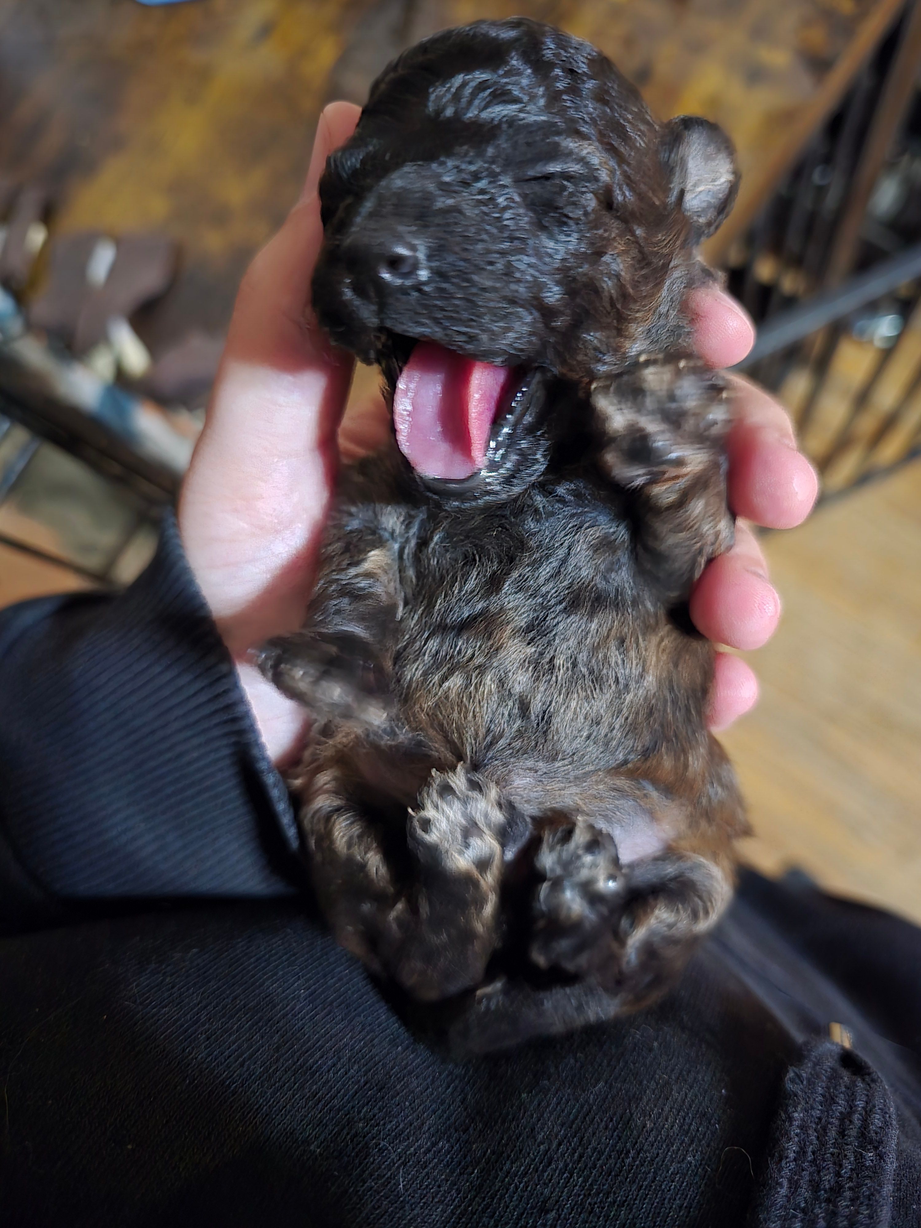 Mufasa – Poodle - Toy  puppy for sale in Ottumwa, IA