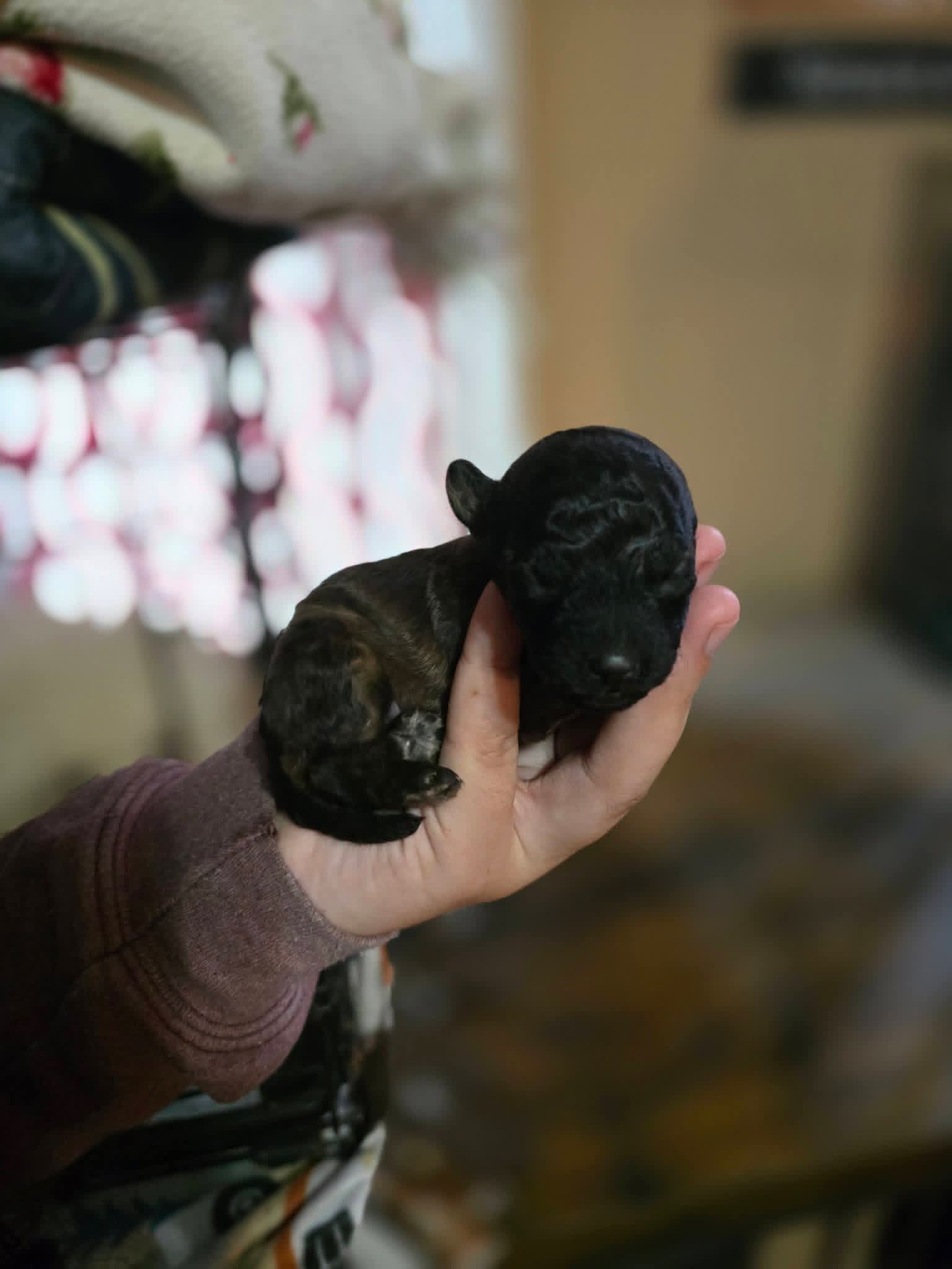 Mufasa – Poodle - Toy  puppy for sale in Ottumwa, IA