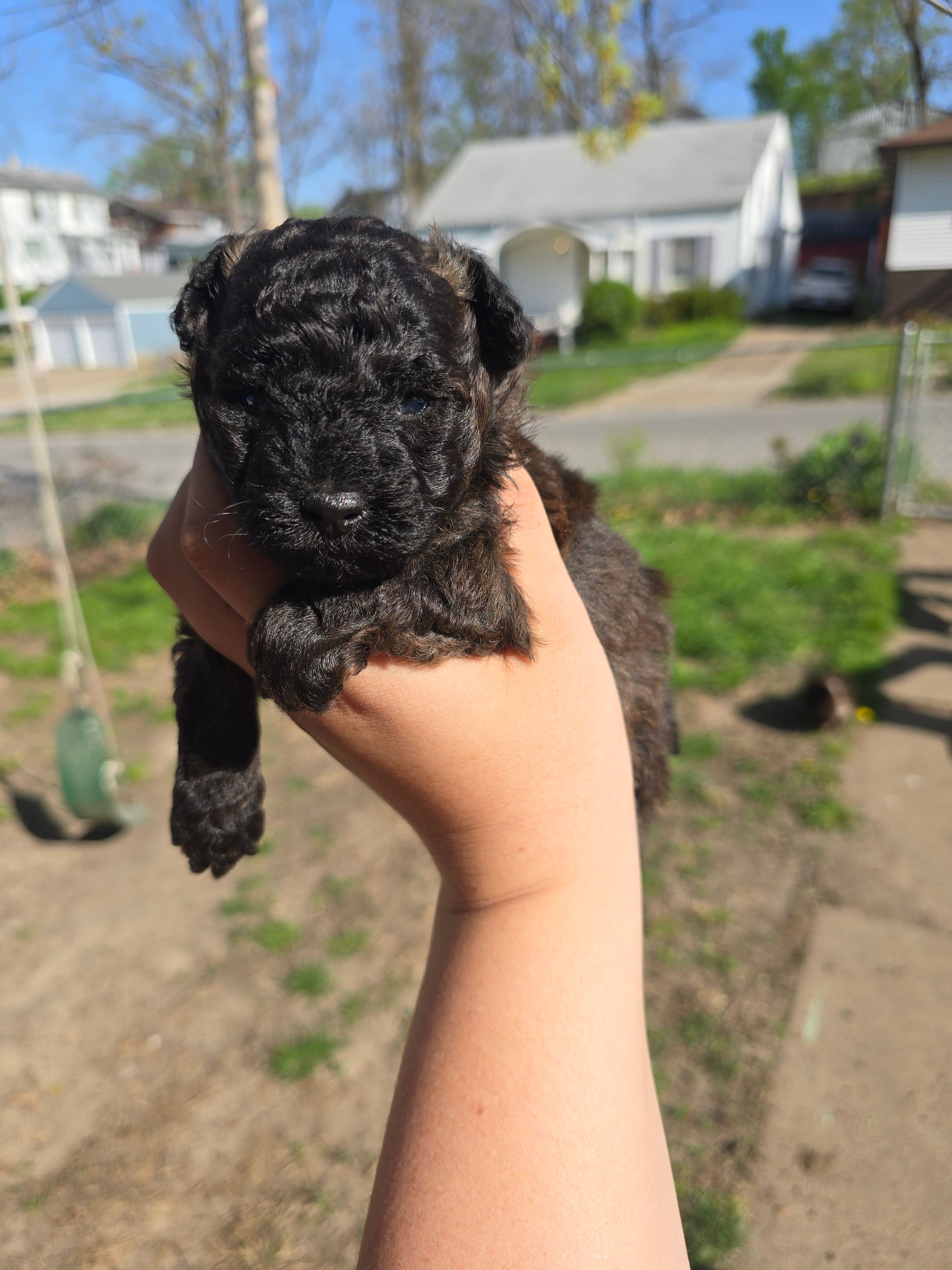Mufasa – Poodle - Toy  puppy for sale in Ottumwa, IA
