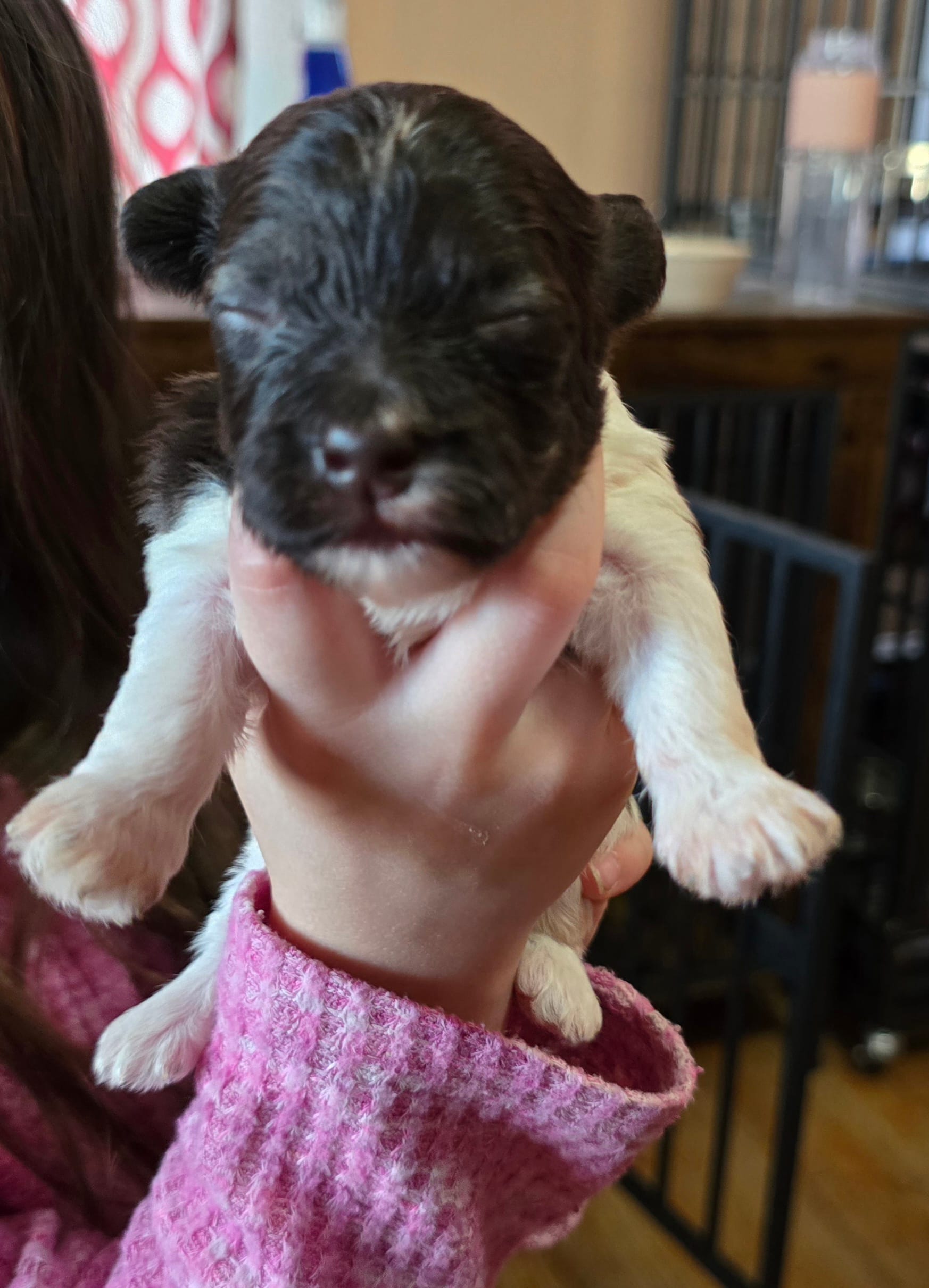 Scar – Havanese puppy for sale in Ottumwa, IA