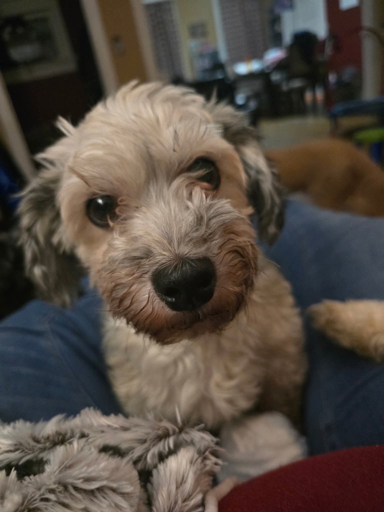 Nita – Havanese puppy for sale in Ottumwa, IA