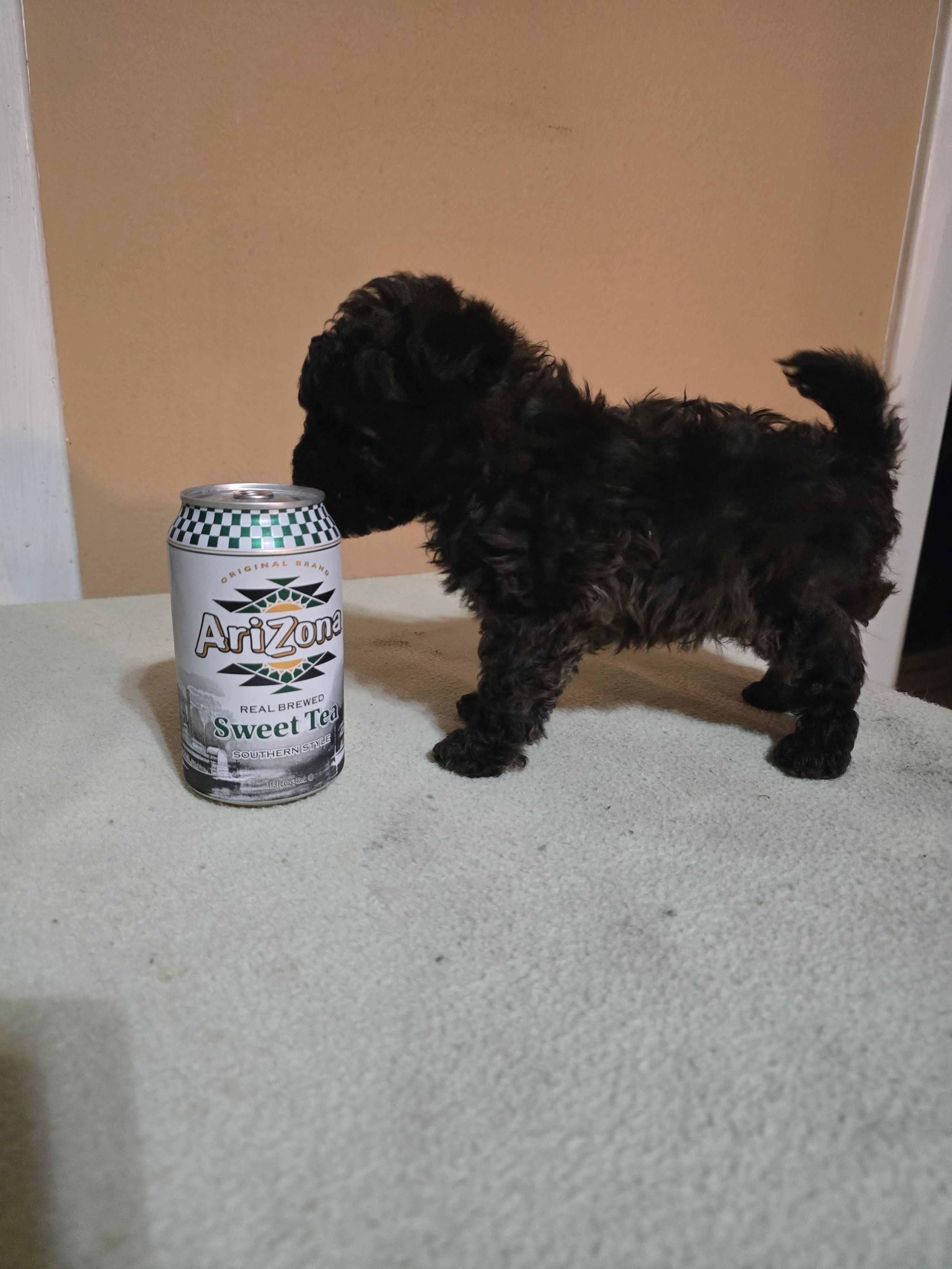Mufasa – Poodle - Toy  puppy for sale in Ottumwa, IA
