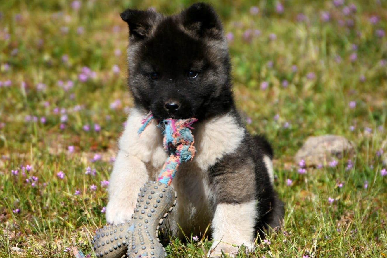 WMF4  – Akita puppy for sale in Anza, CA