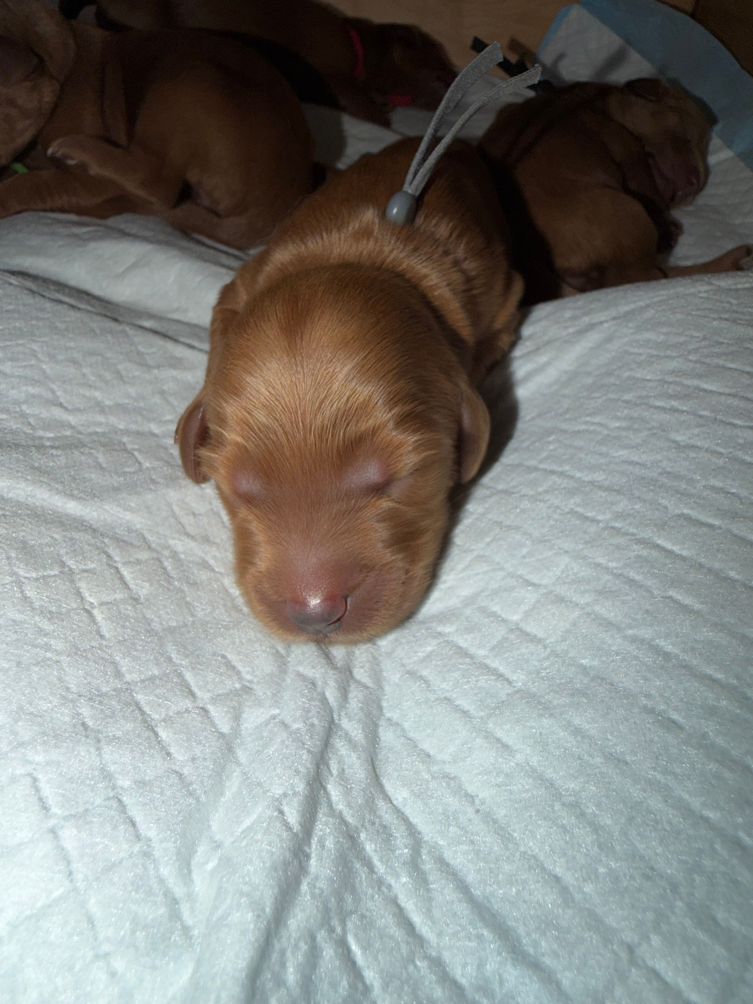 Duke  – Goldendoodle puppy for sale in Rialto, CA