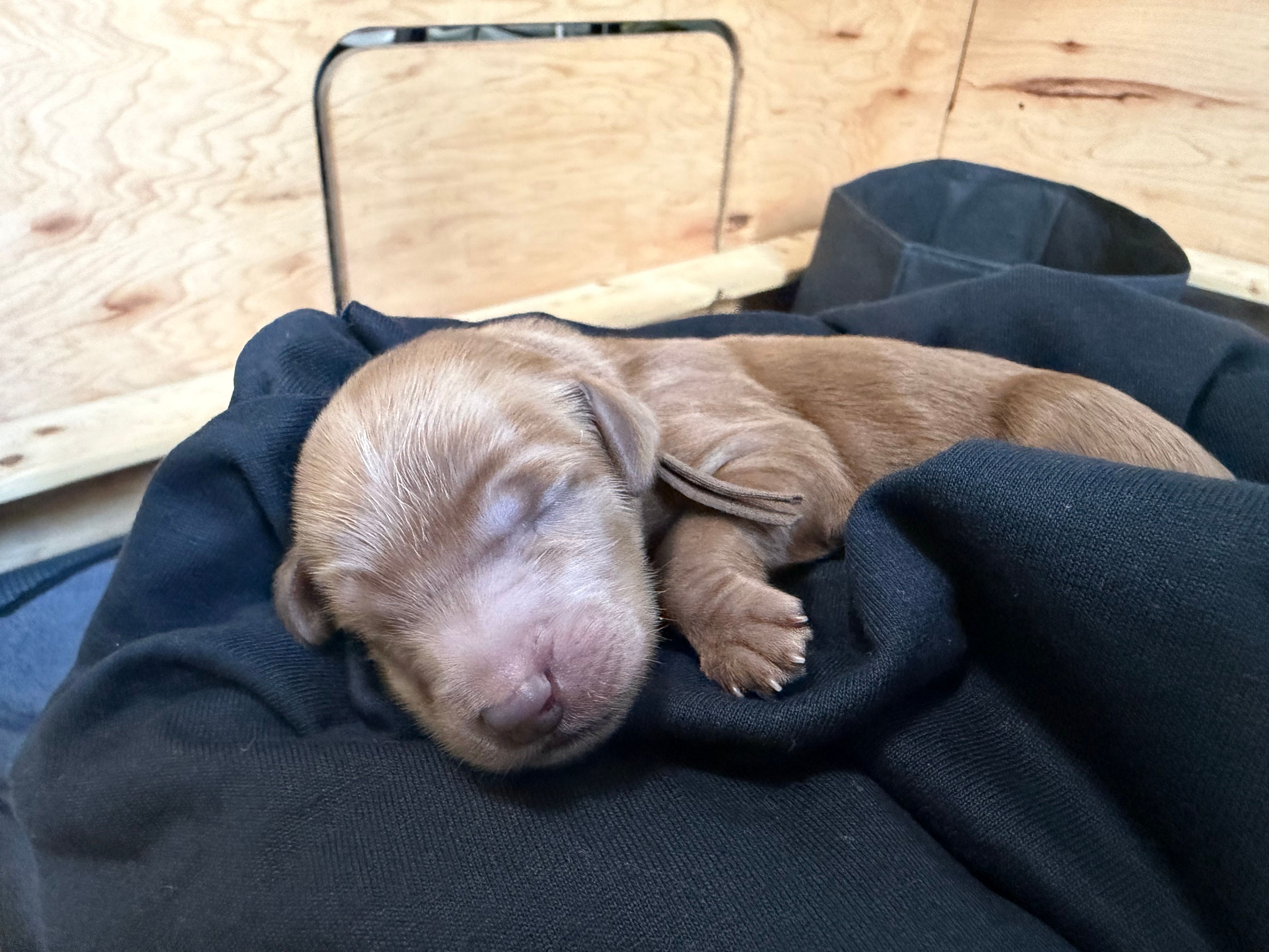 Max  – Goldendoodle puppy for sale in Rialto, CA