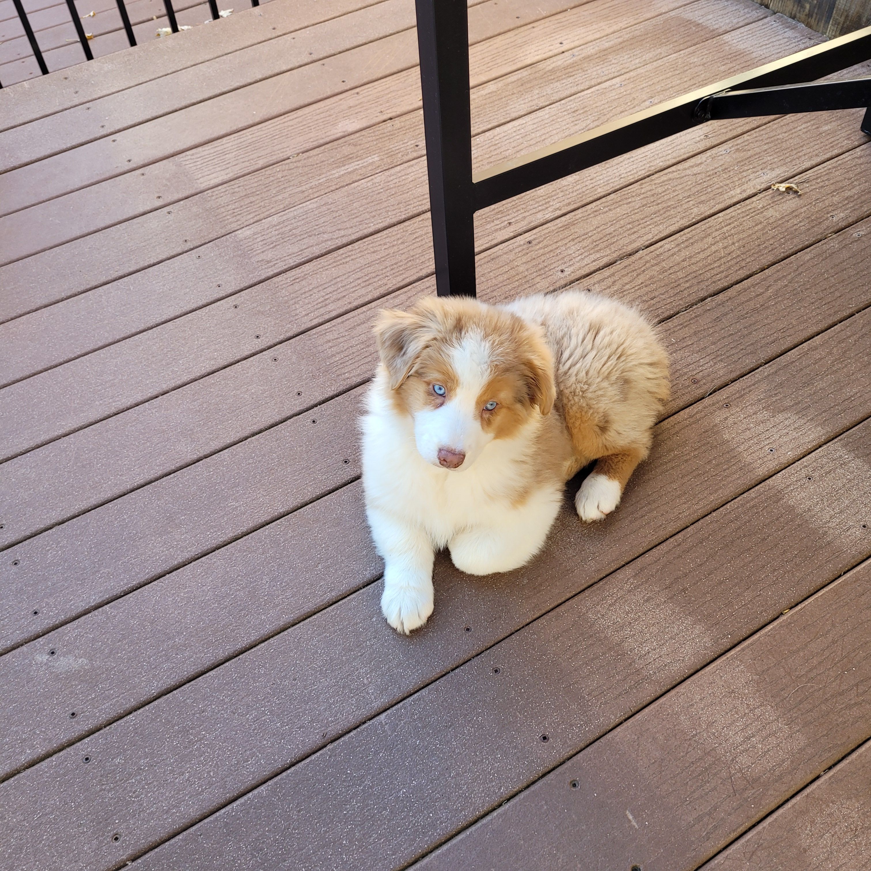 Mira – Australian Shepherd puppy for sale in Attica, IN