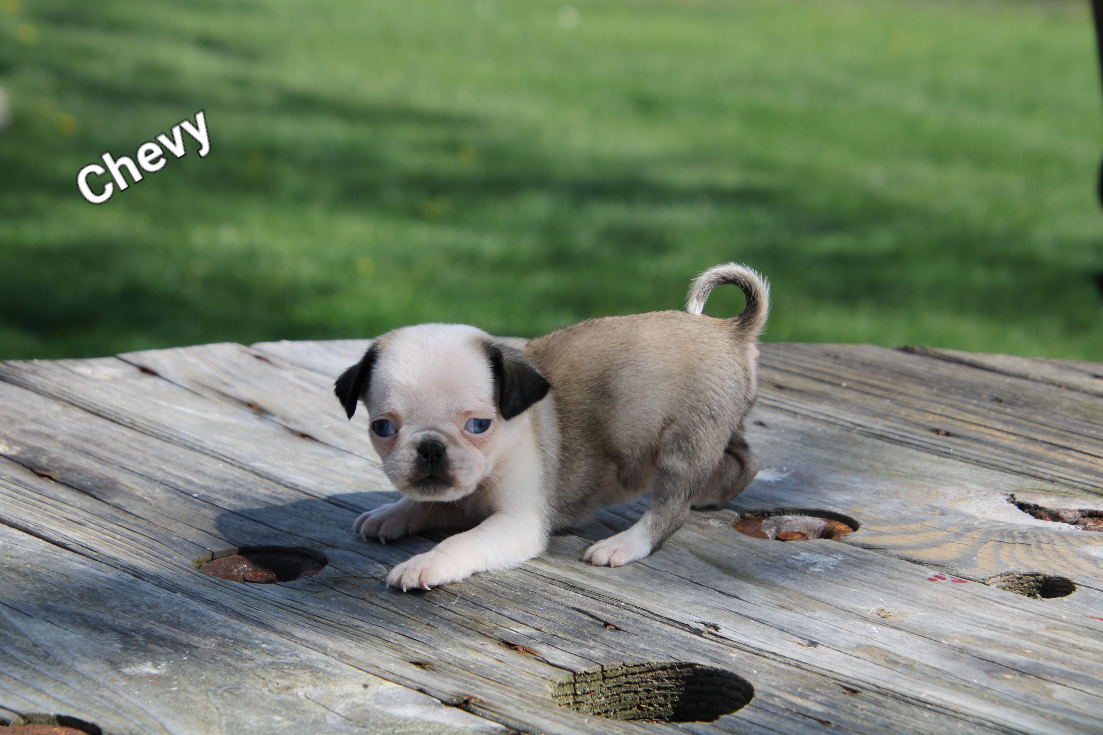 Chevy – Pug puppy for sale in Brookville, OH
